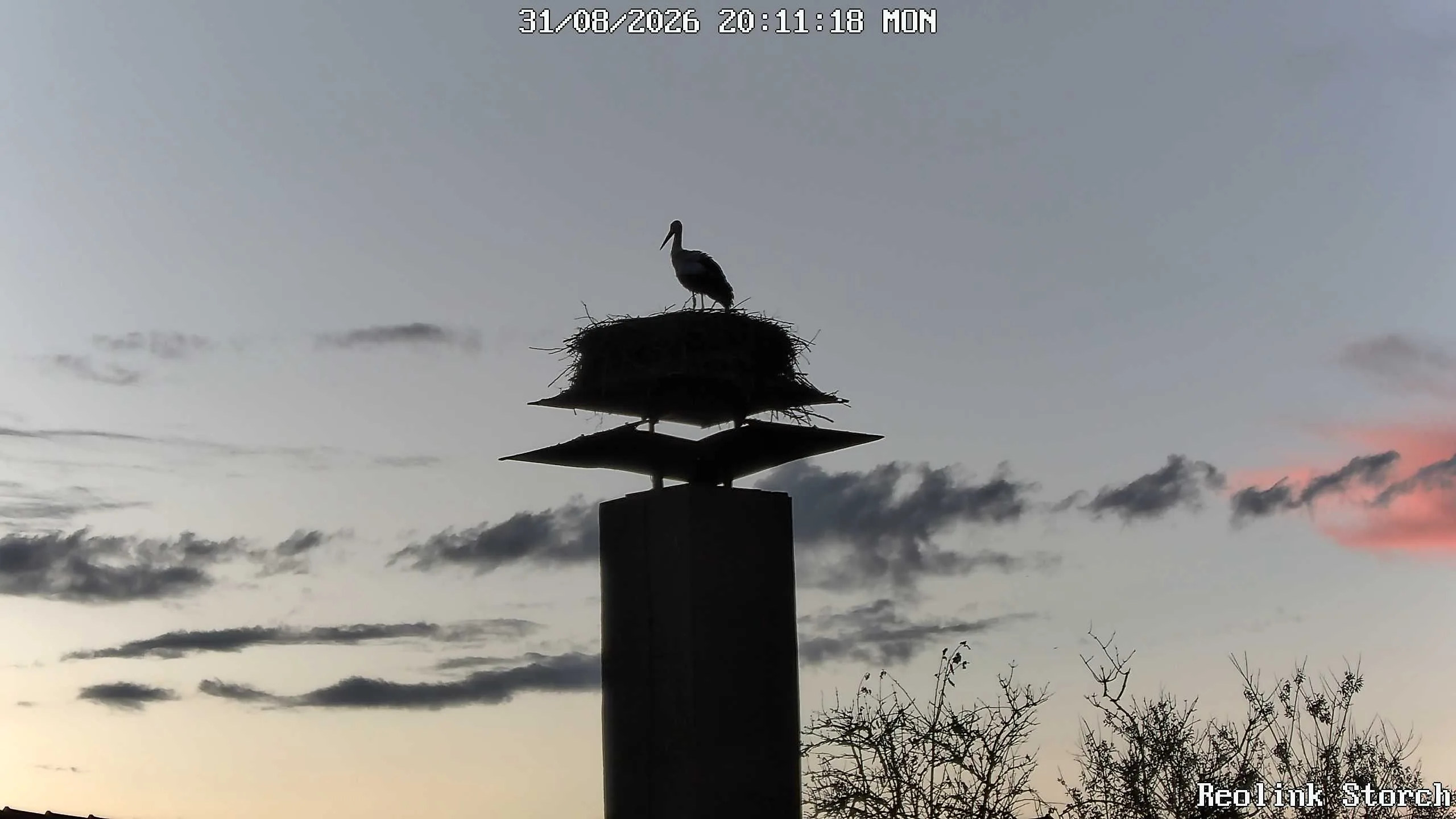 Storchencam Bild