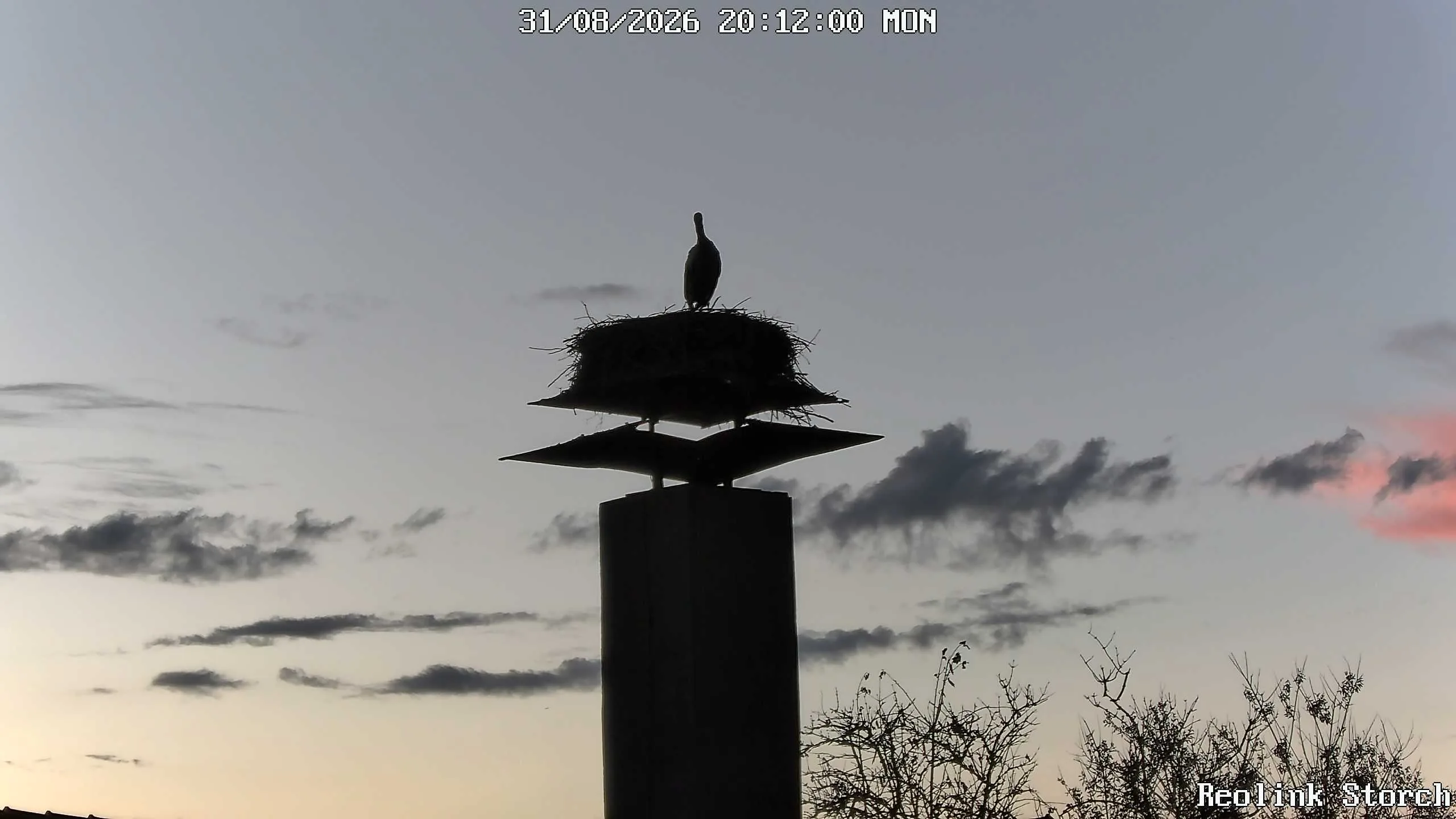 Storchencam Bild