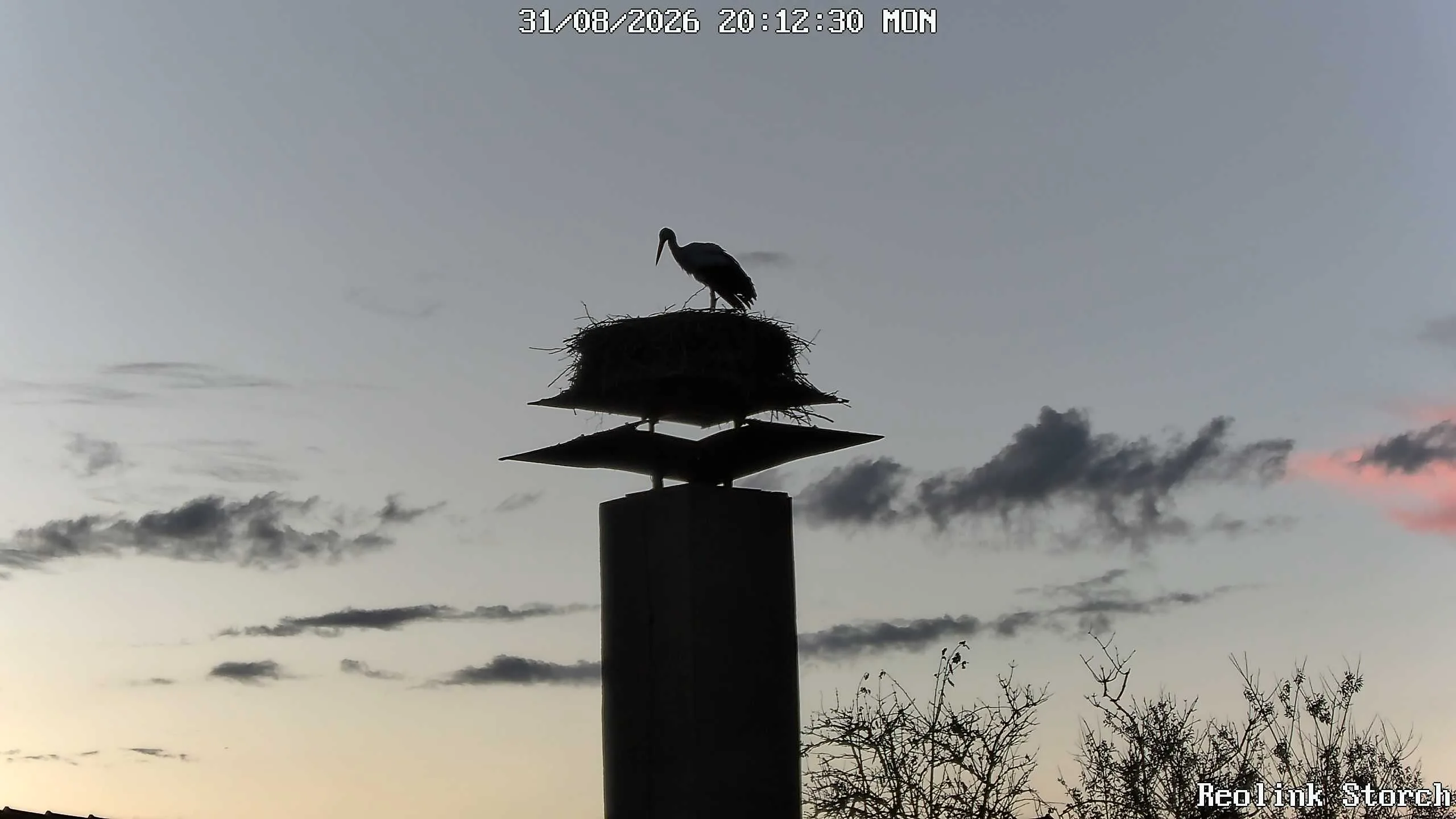 Storchencam Bild