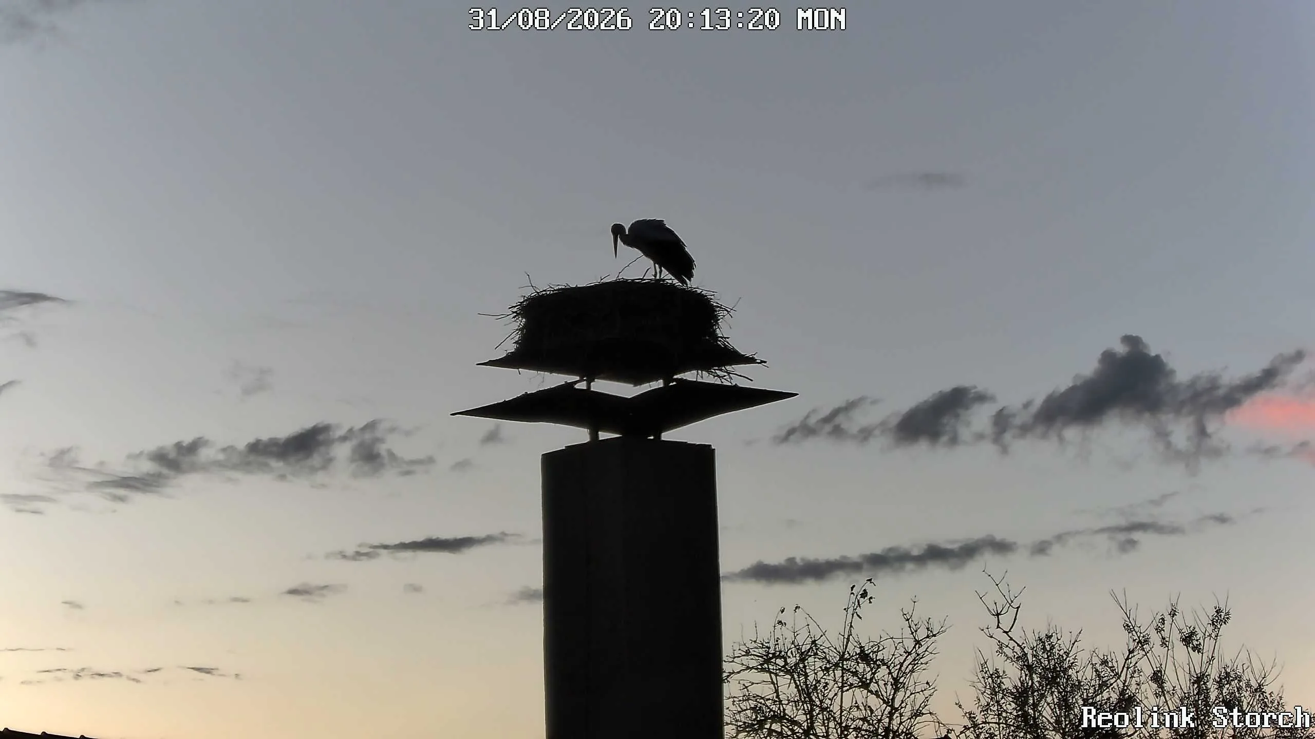 Storchencam Bild