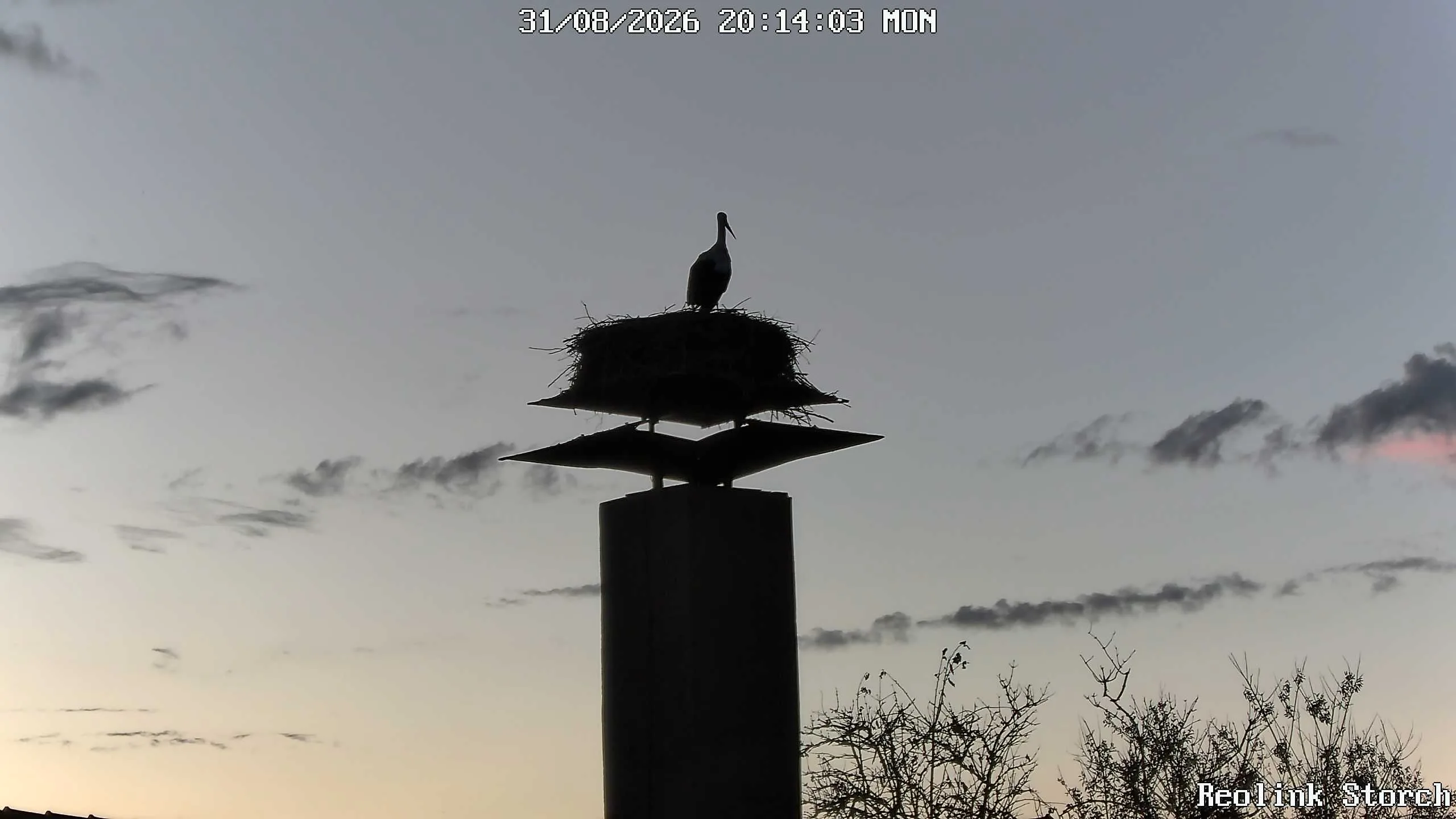 Storchencam Bild
