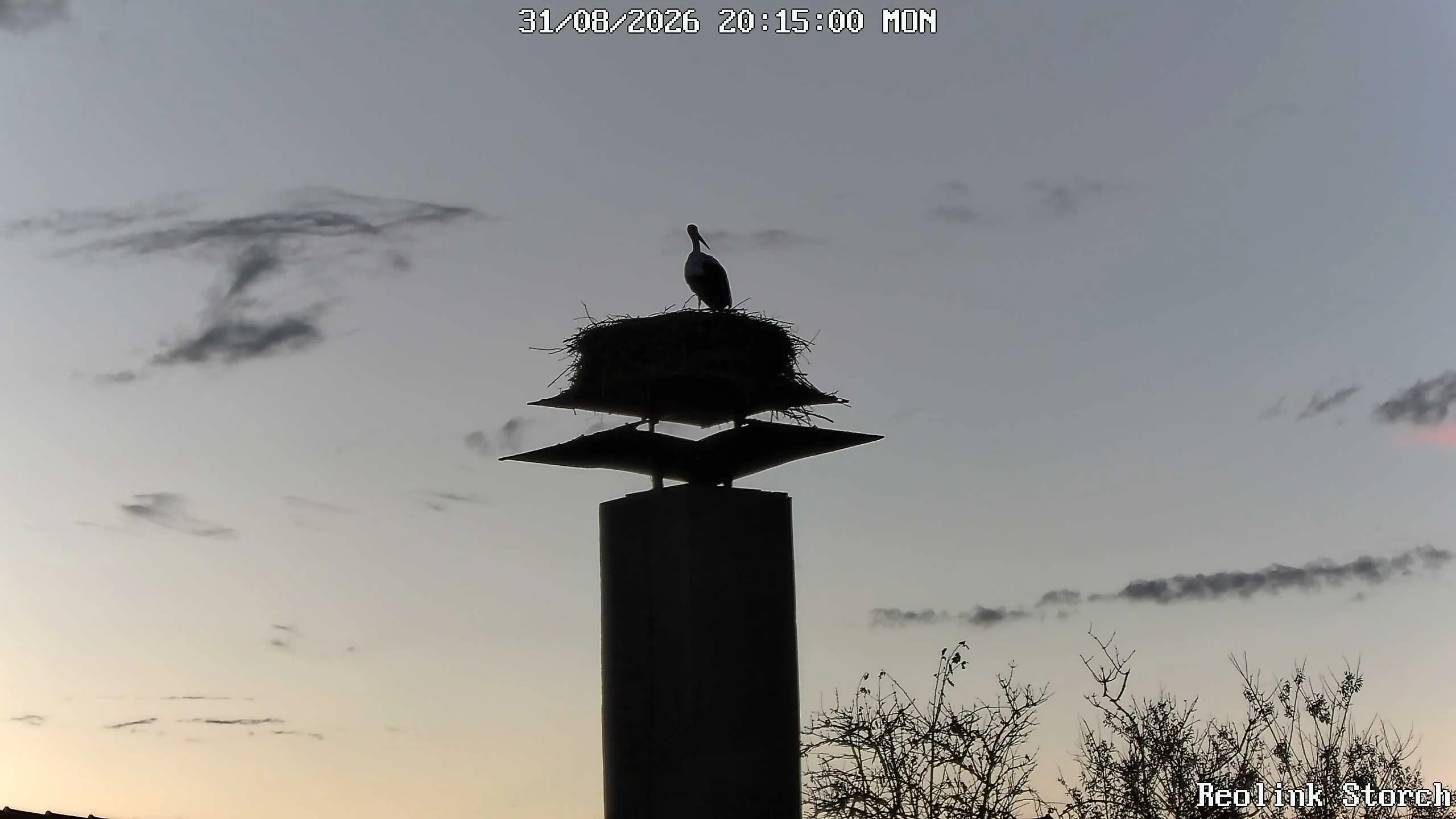 Storchencam Bild