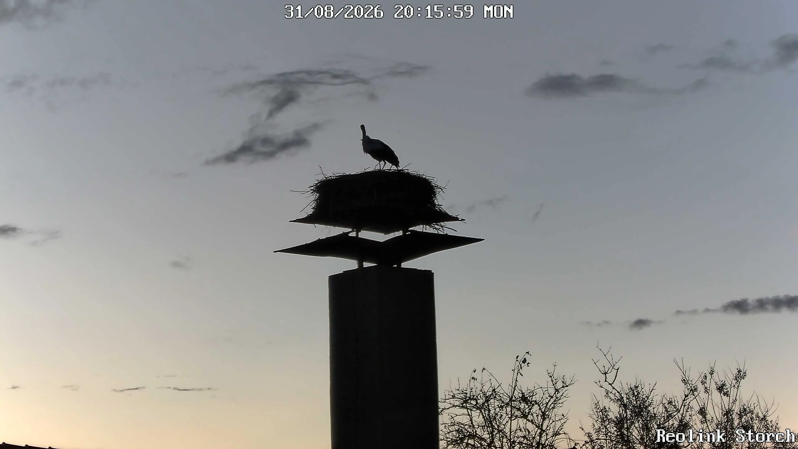 Storchencam Bild