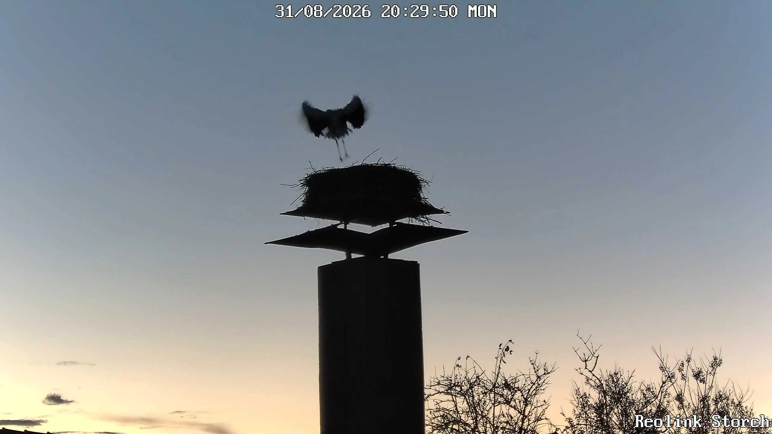 Storchencam Bild