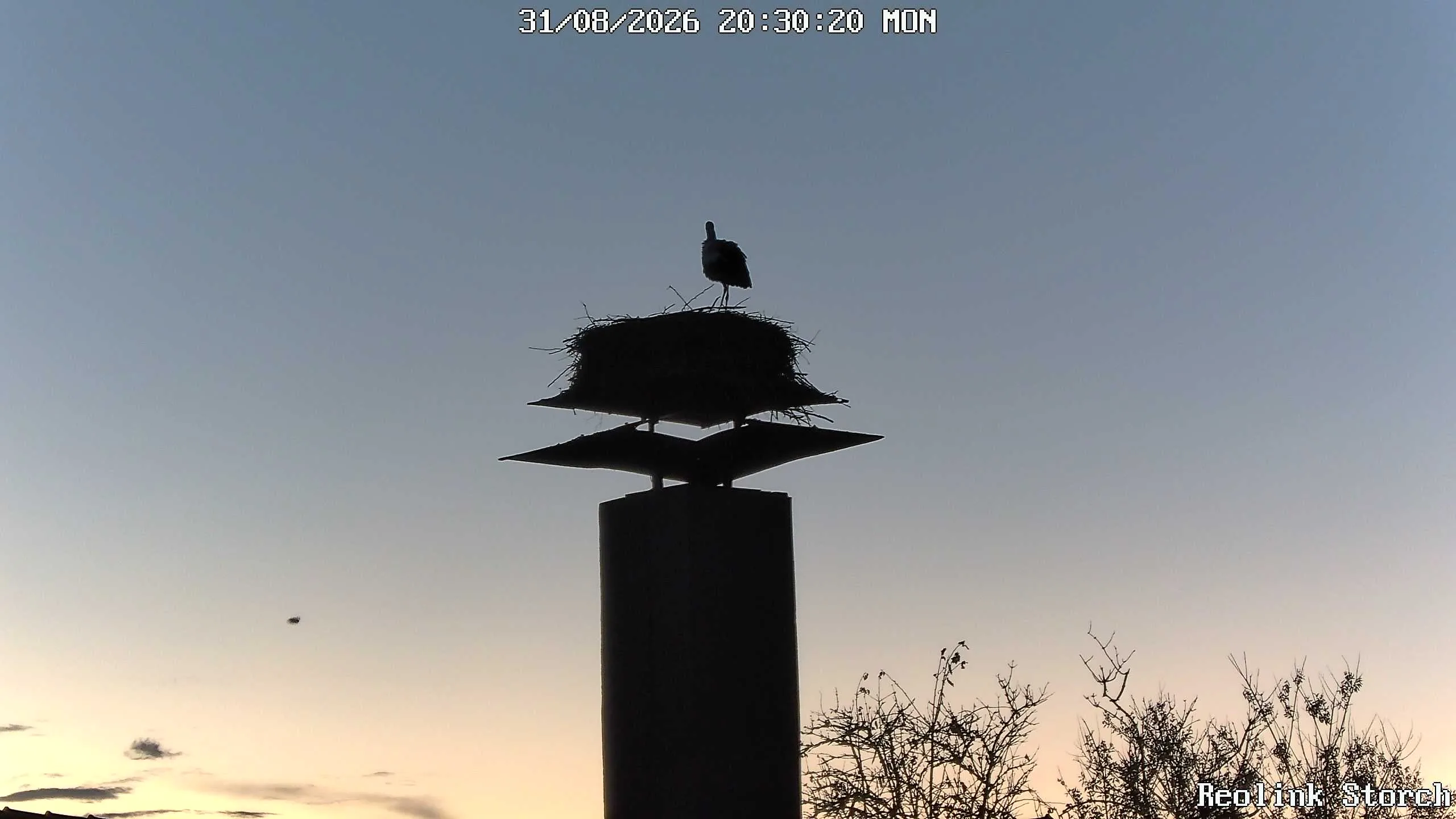 Storchencam Bild