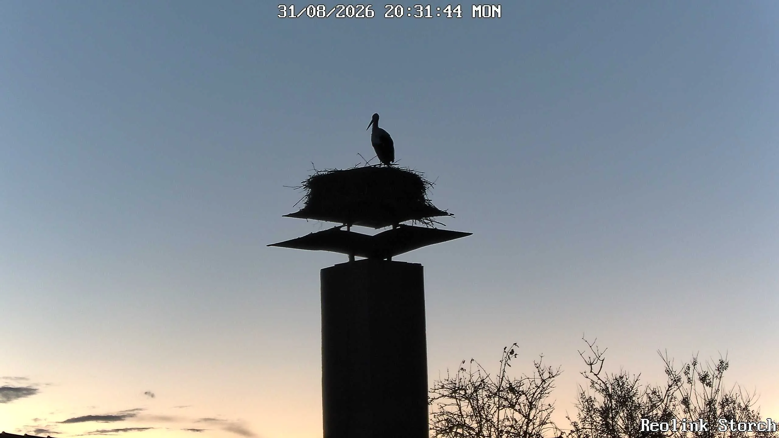 Storchencam Bild