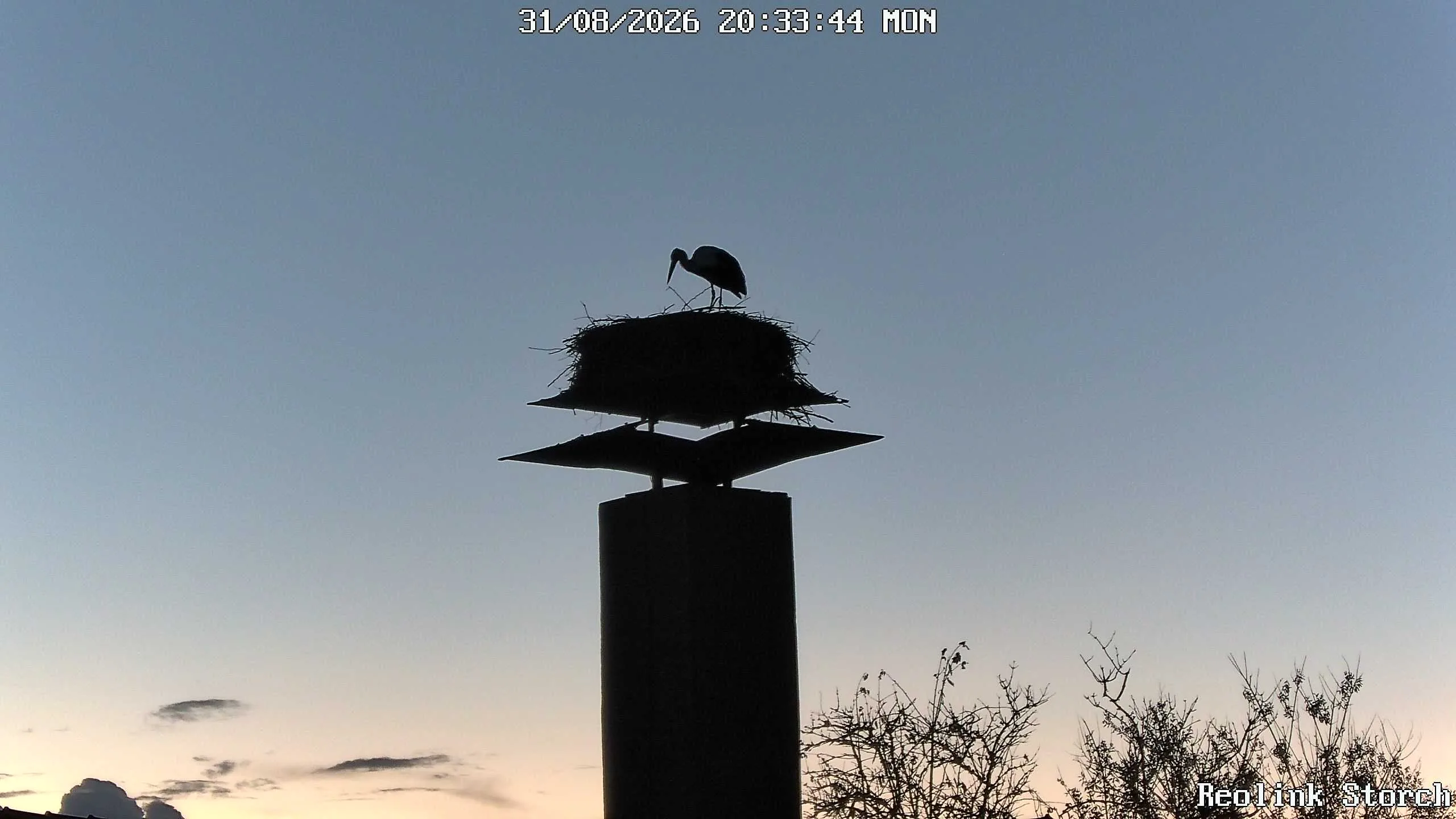 Storchencam Bild