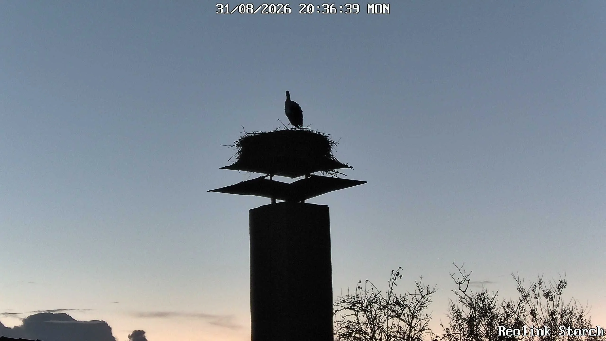 Storchencam Bild
