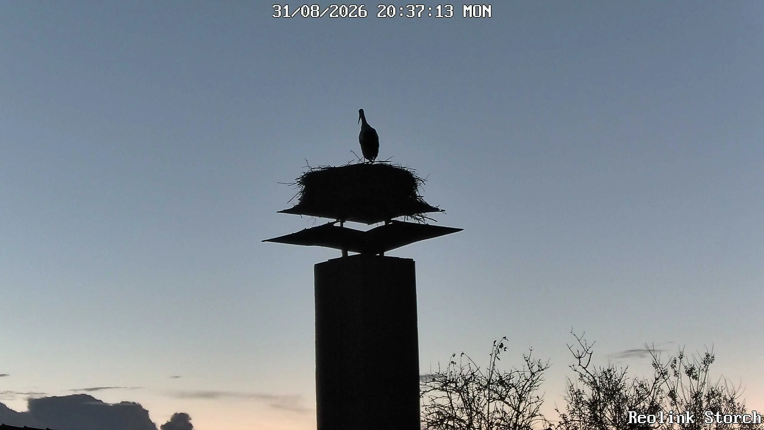 Storchencam Bild