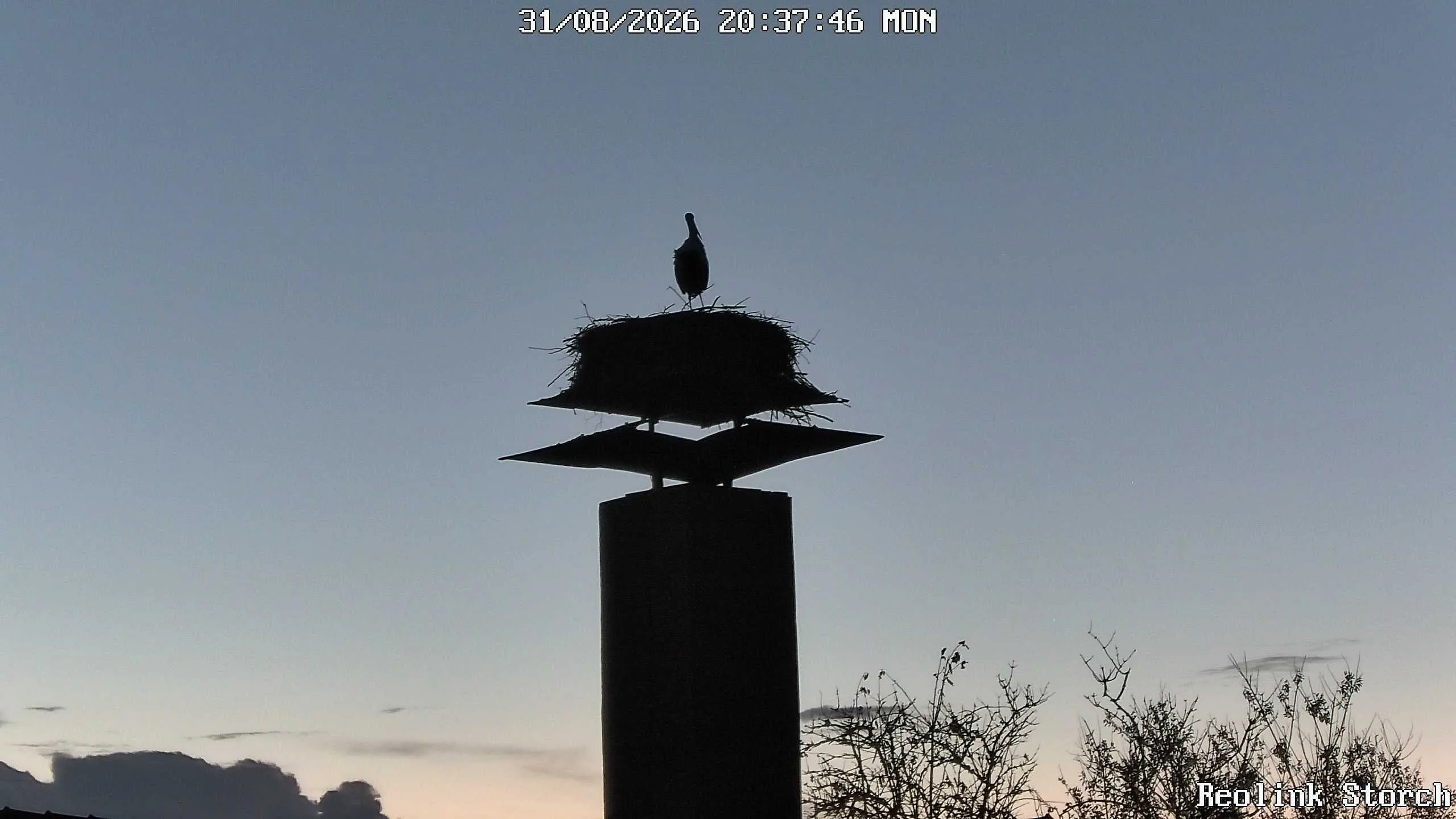Storchencam Bild