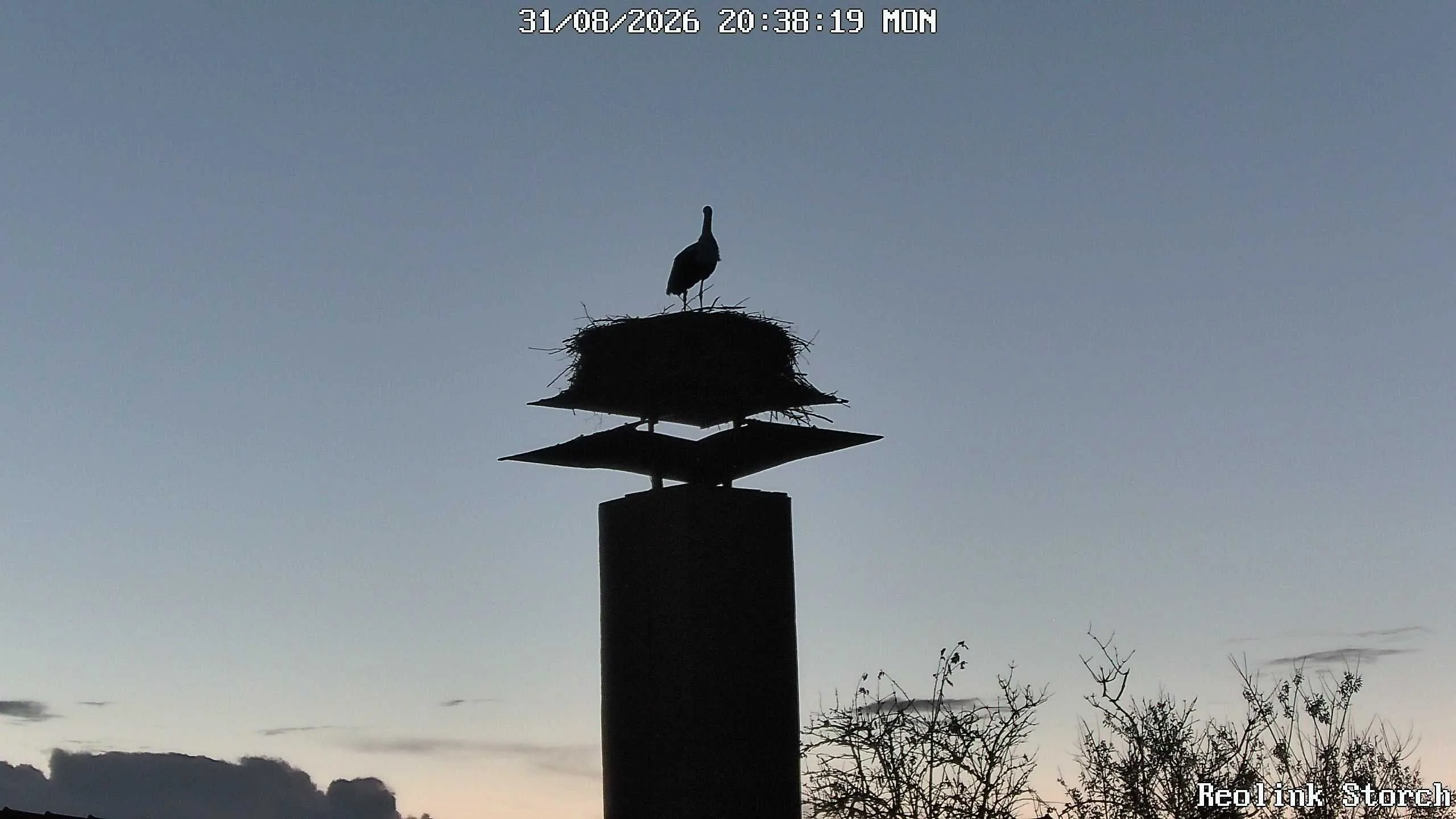 Storchencam Bild