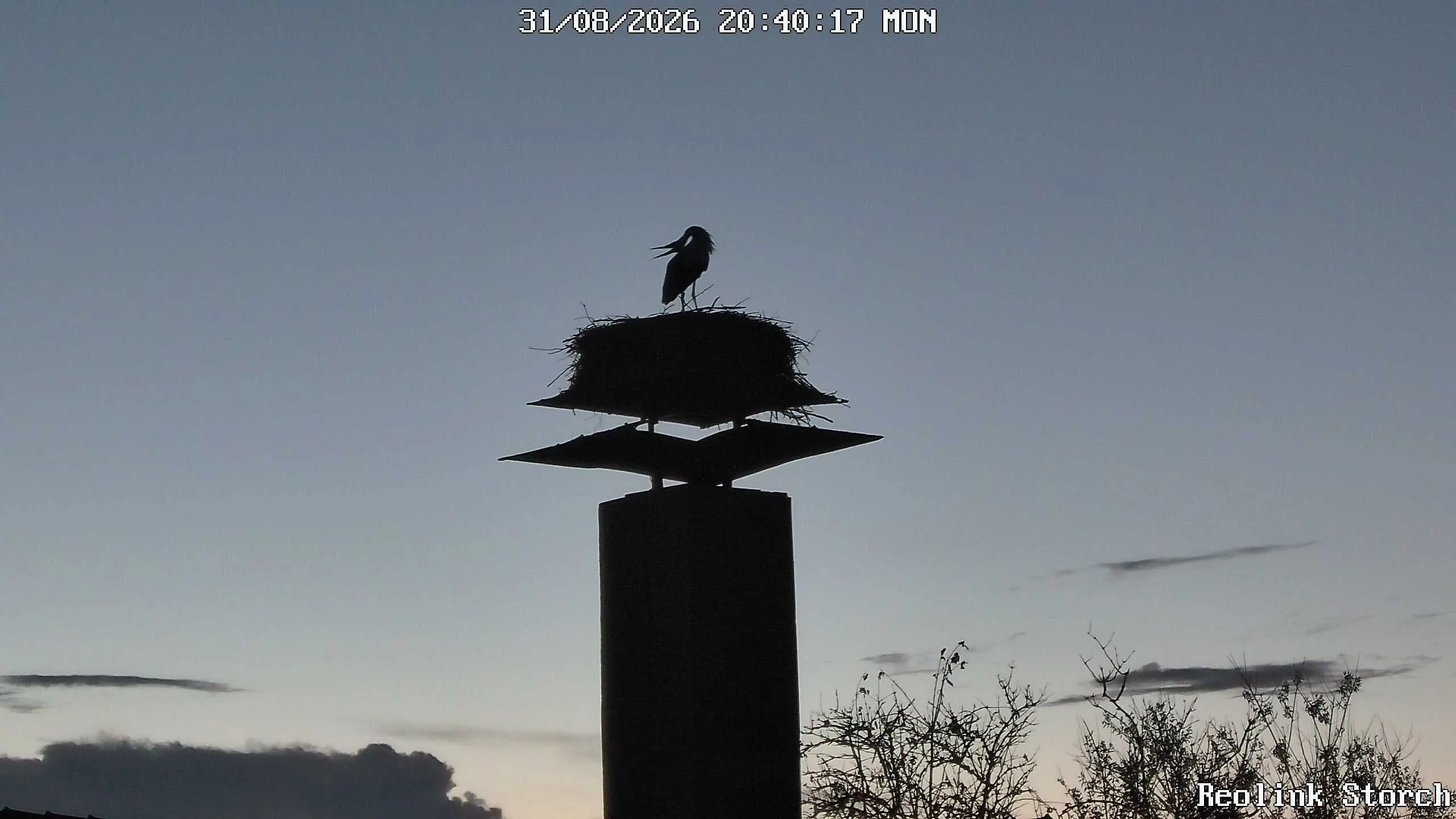 Storchencam Bild