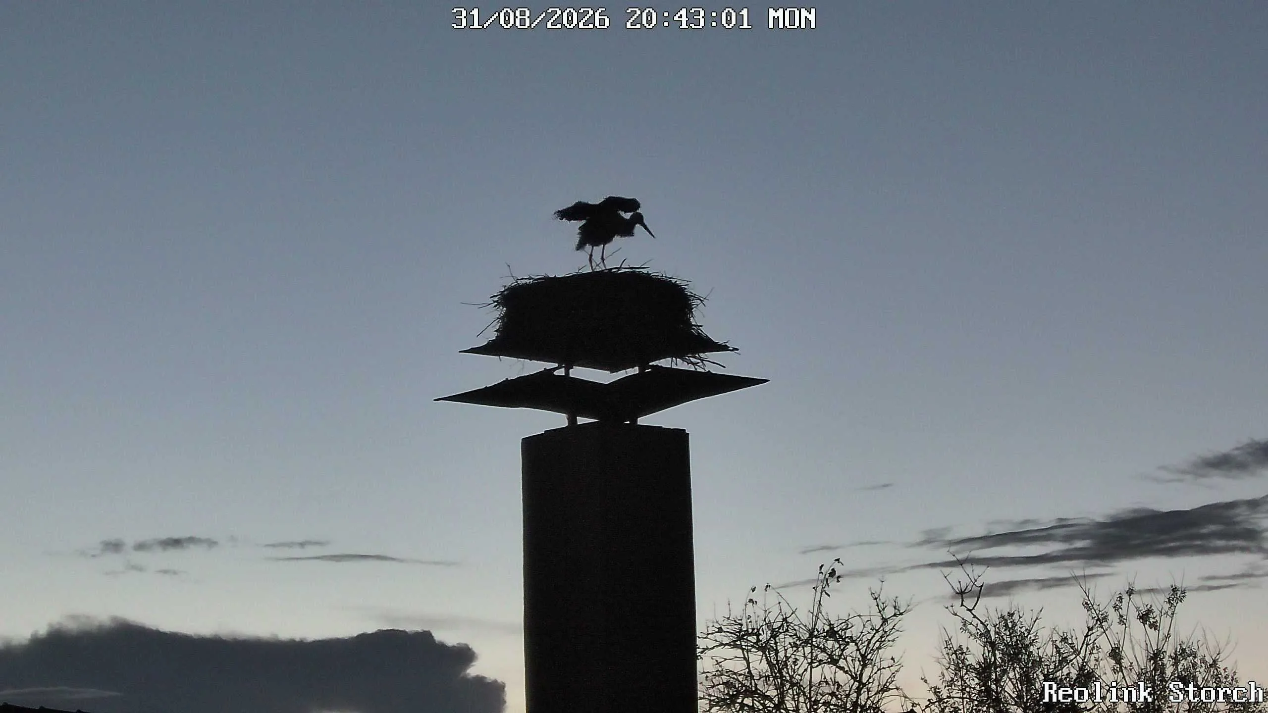 Storchencam Bild