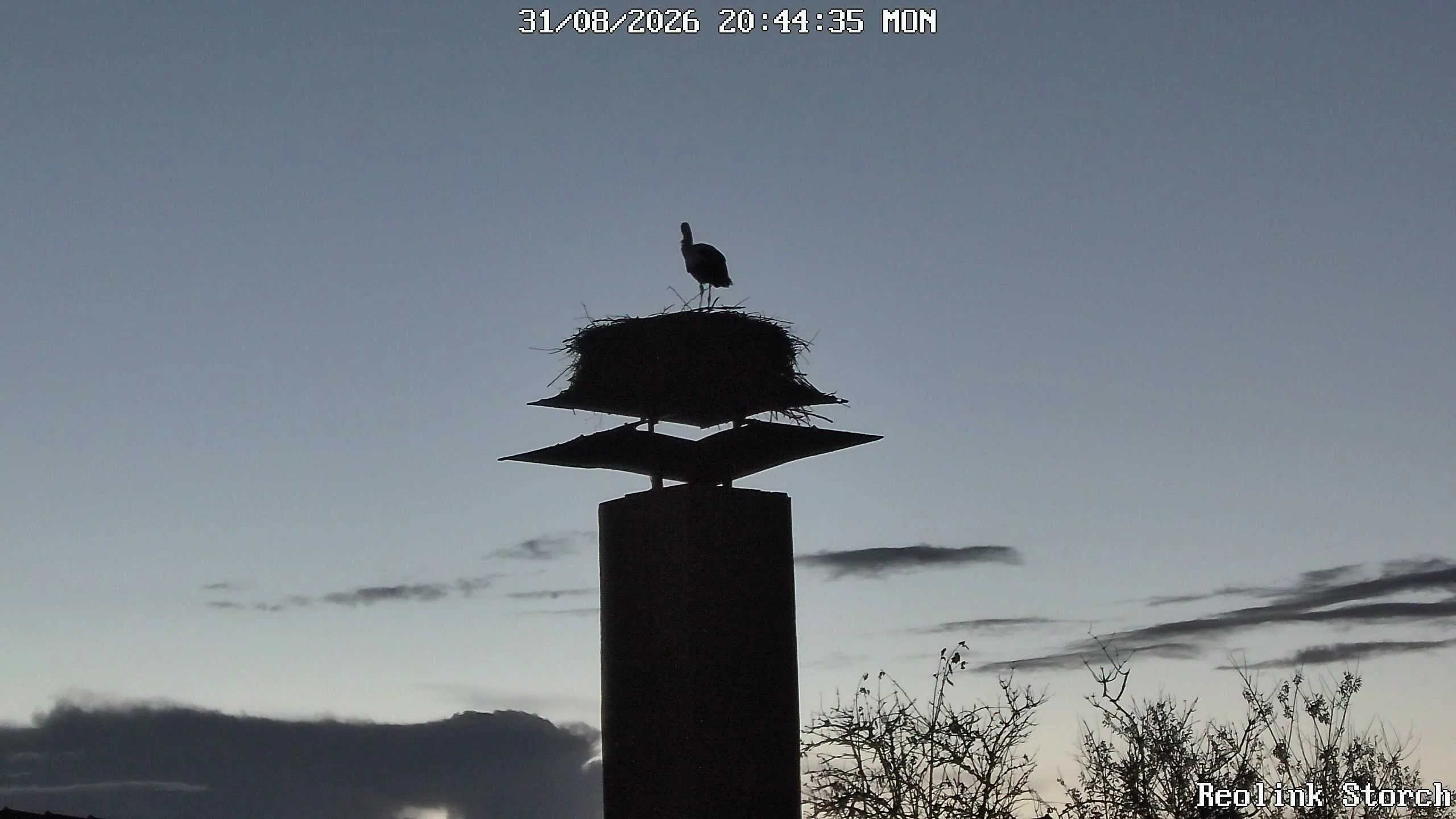 Storchencam Bild