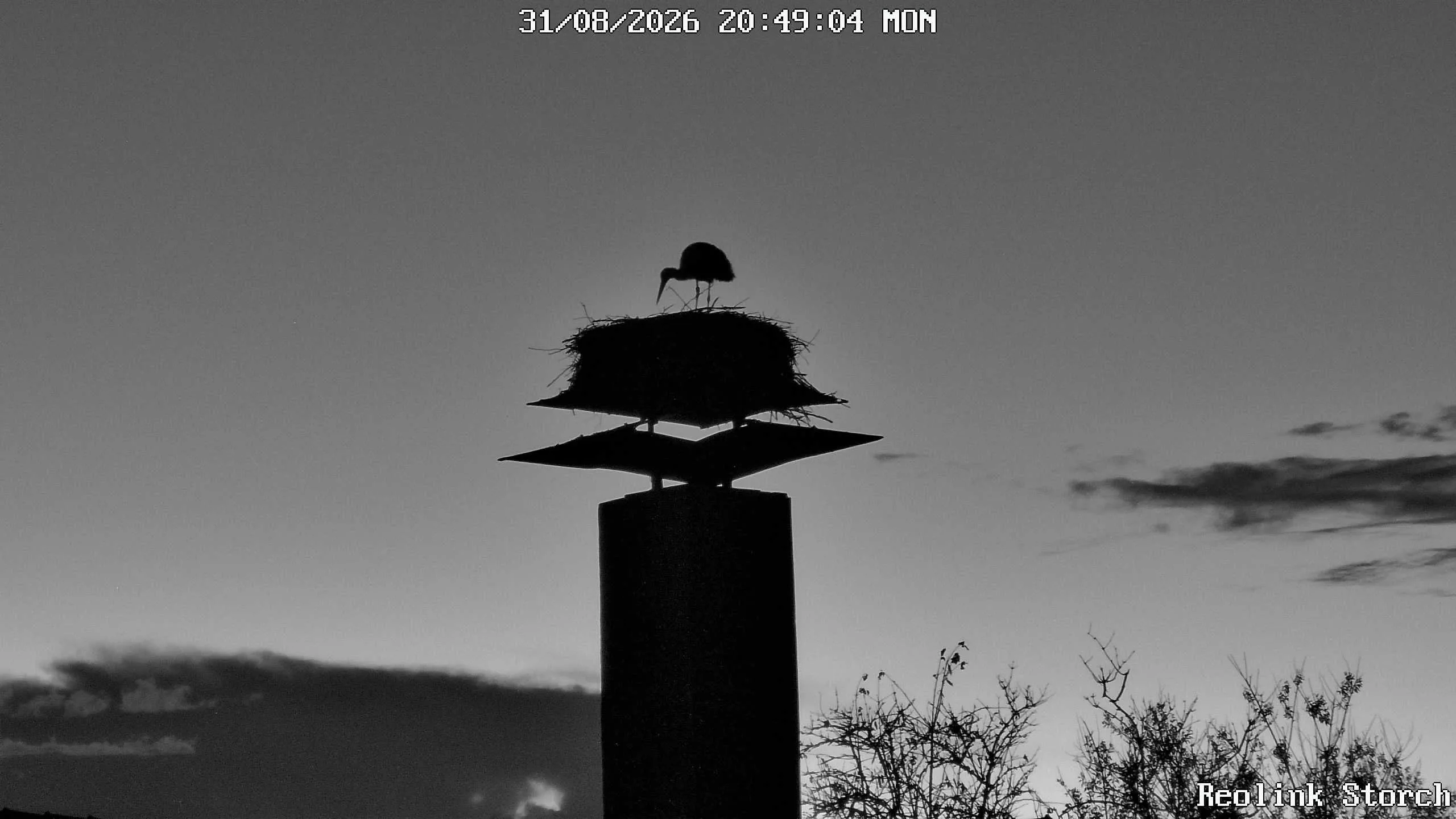 Storchencam Bild