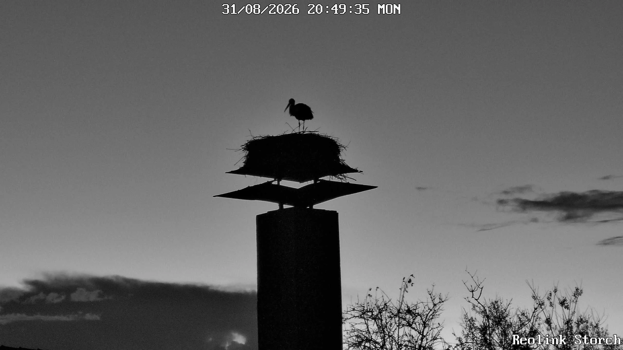 Storchencam Bild