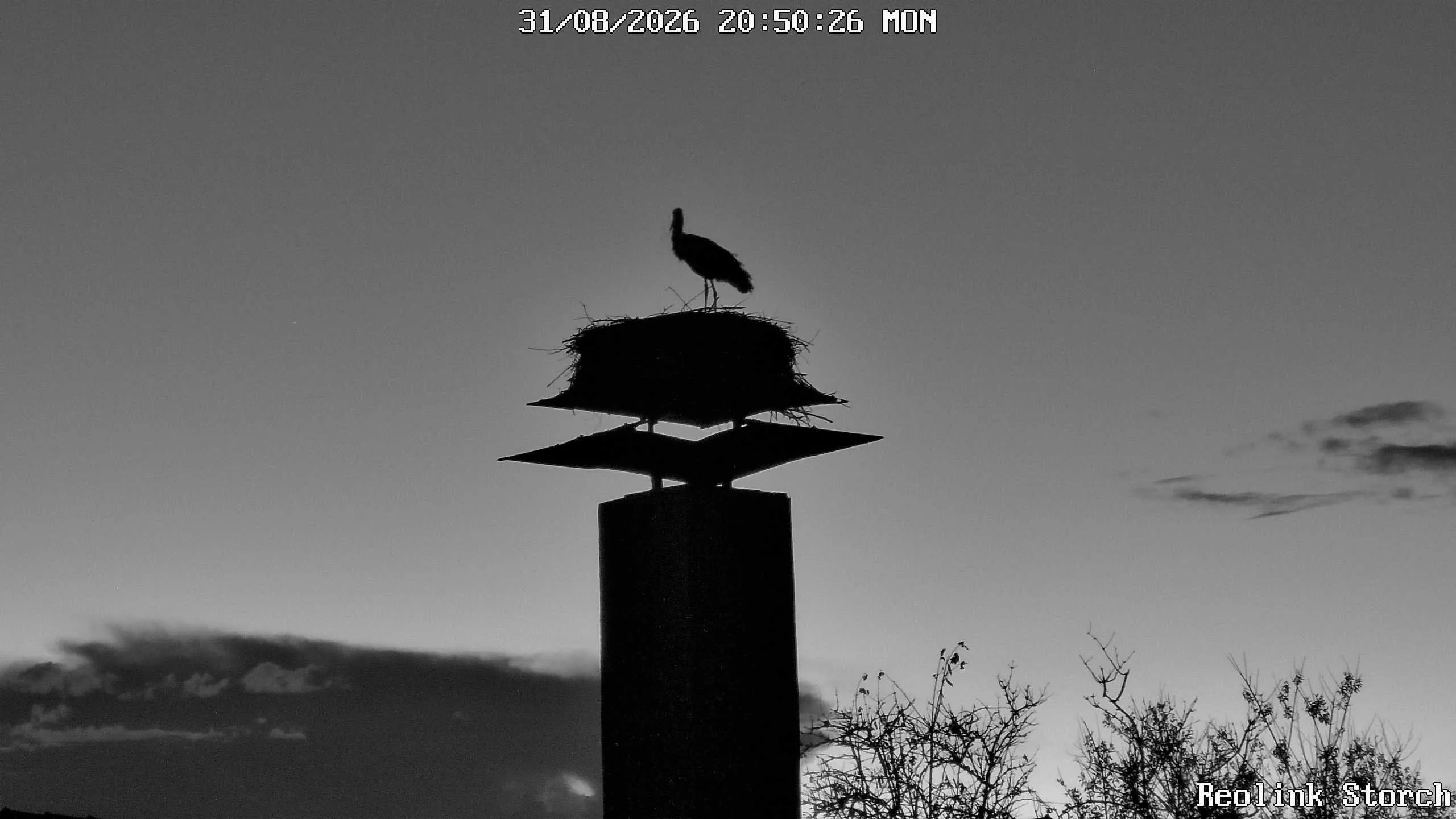 Storchencam Bild