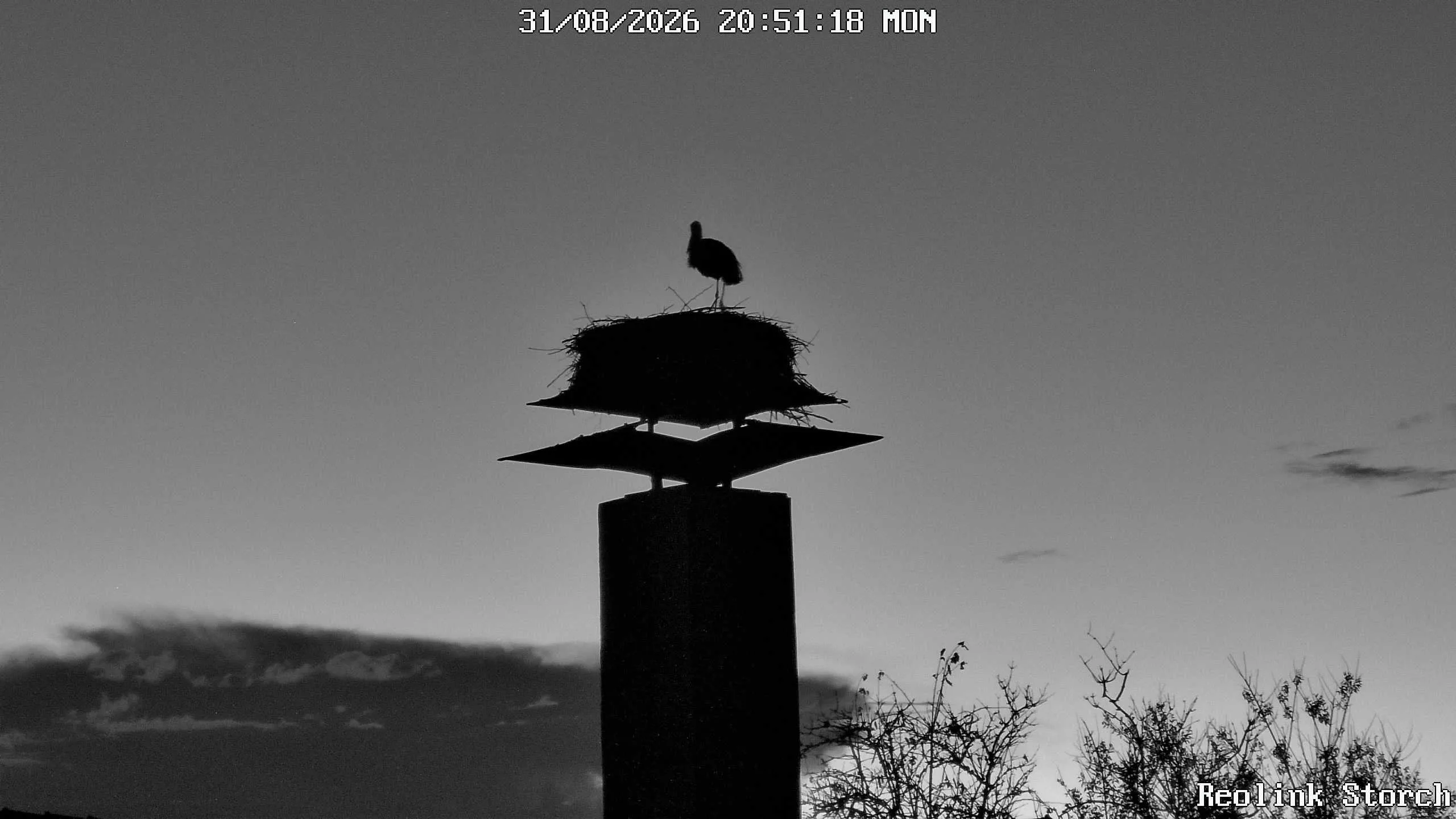 Storchencam Bild