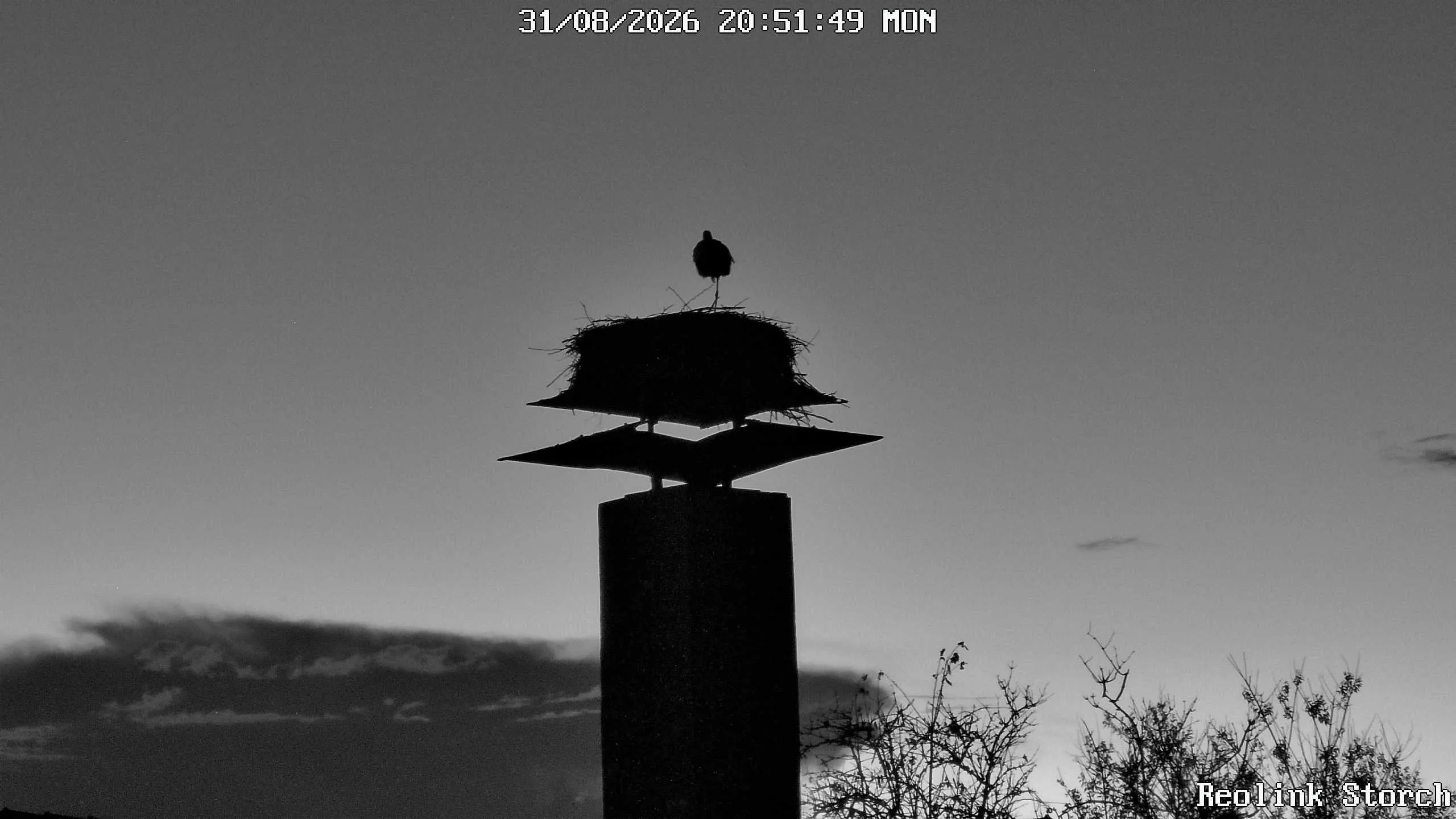 Storchencam Bild