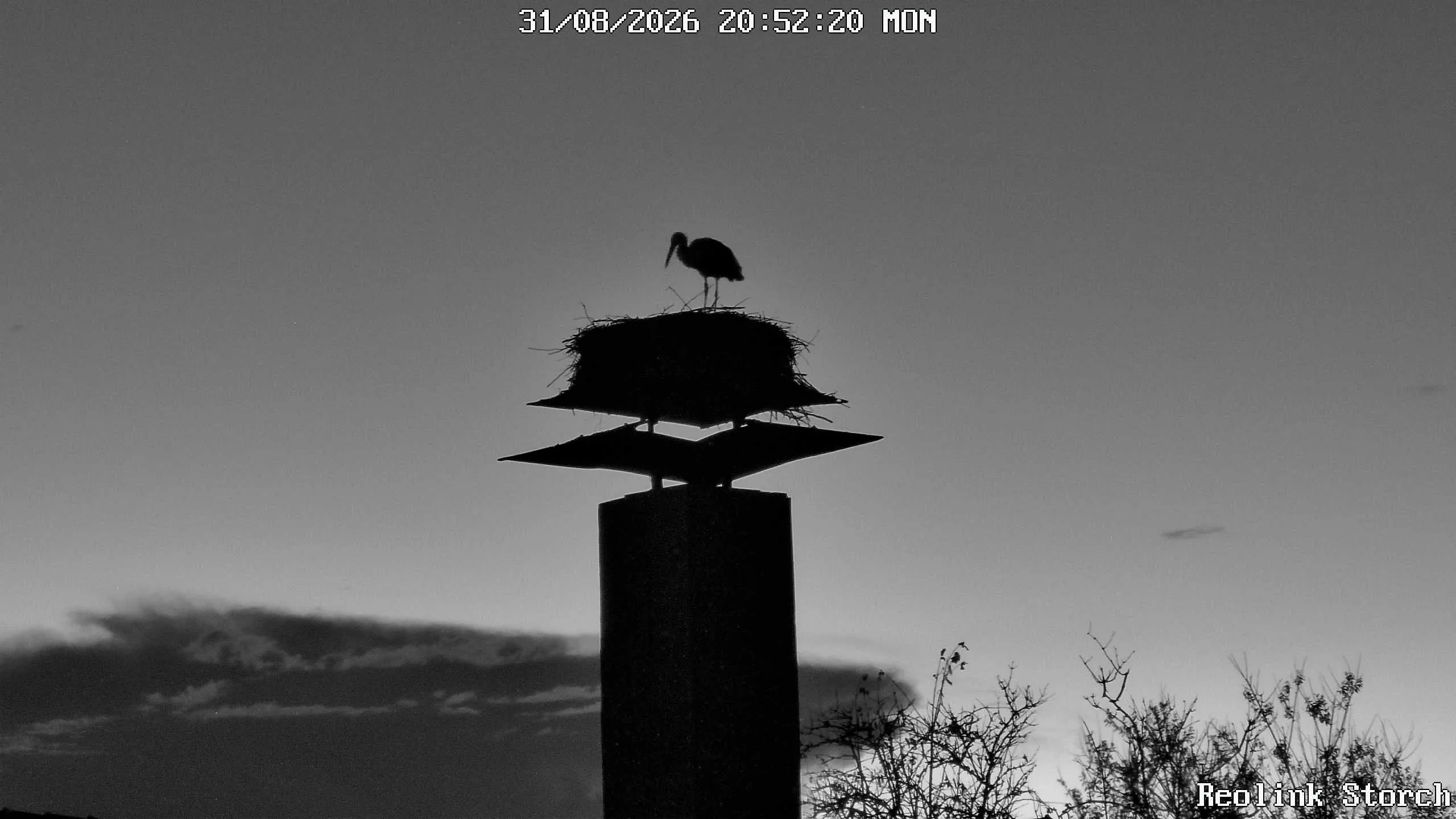 Storchencam Bild