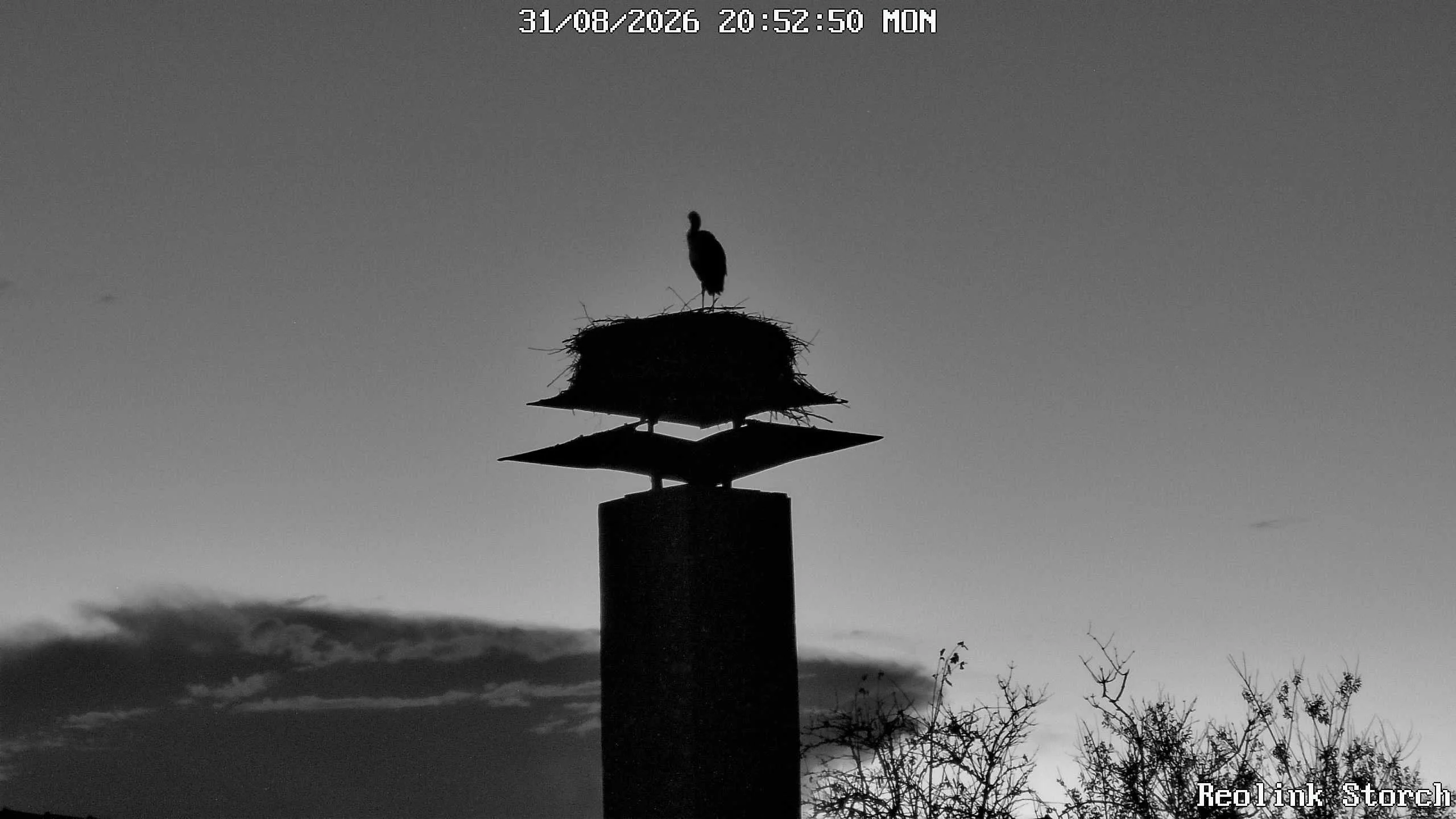 Storchencam Bild
