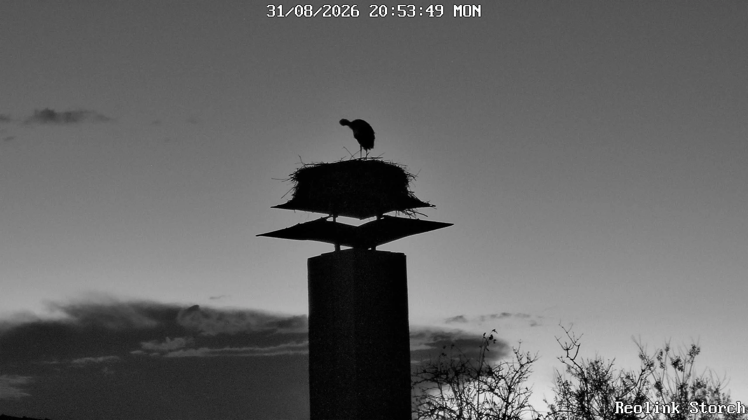 Storchencam Bild