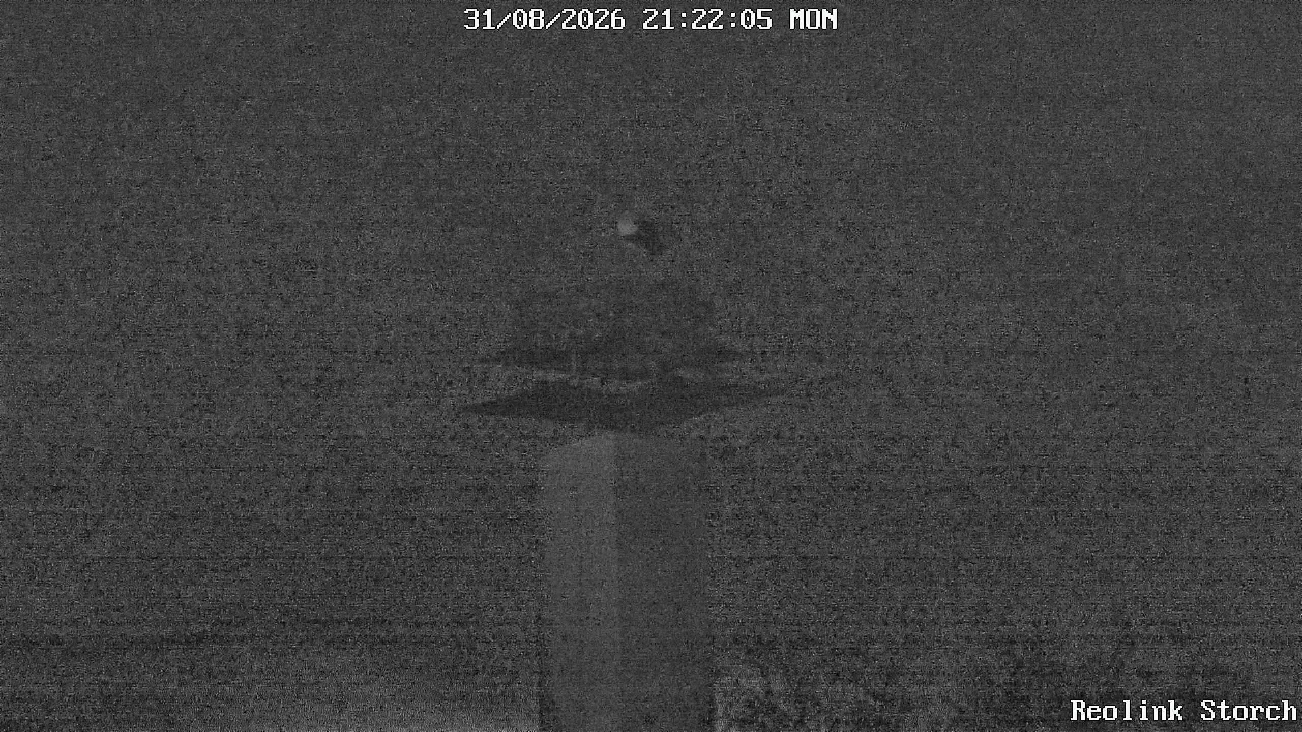 Storchencam Bild