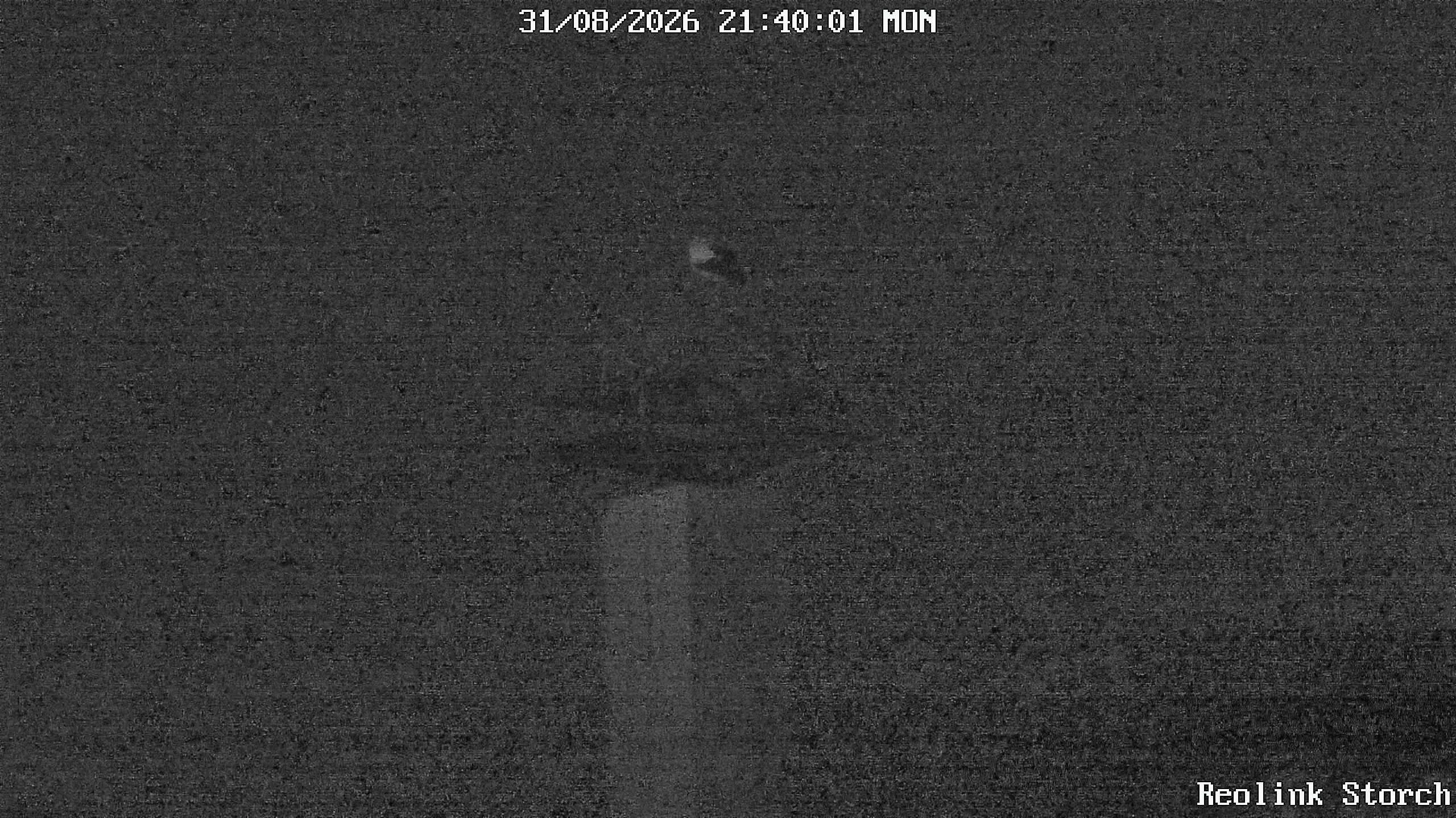 Storchencam Bild