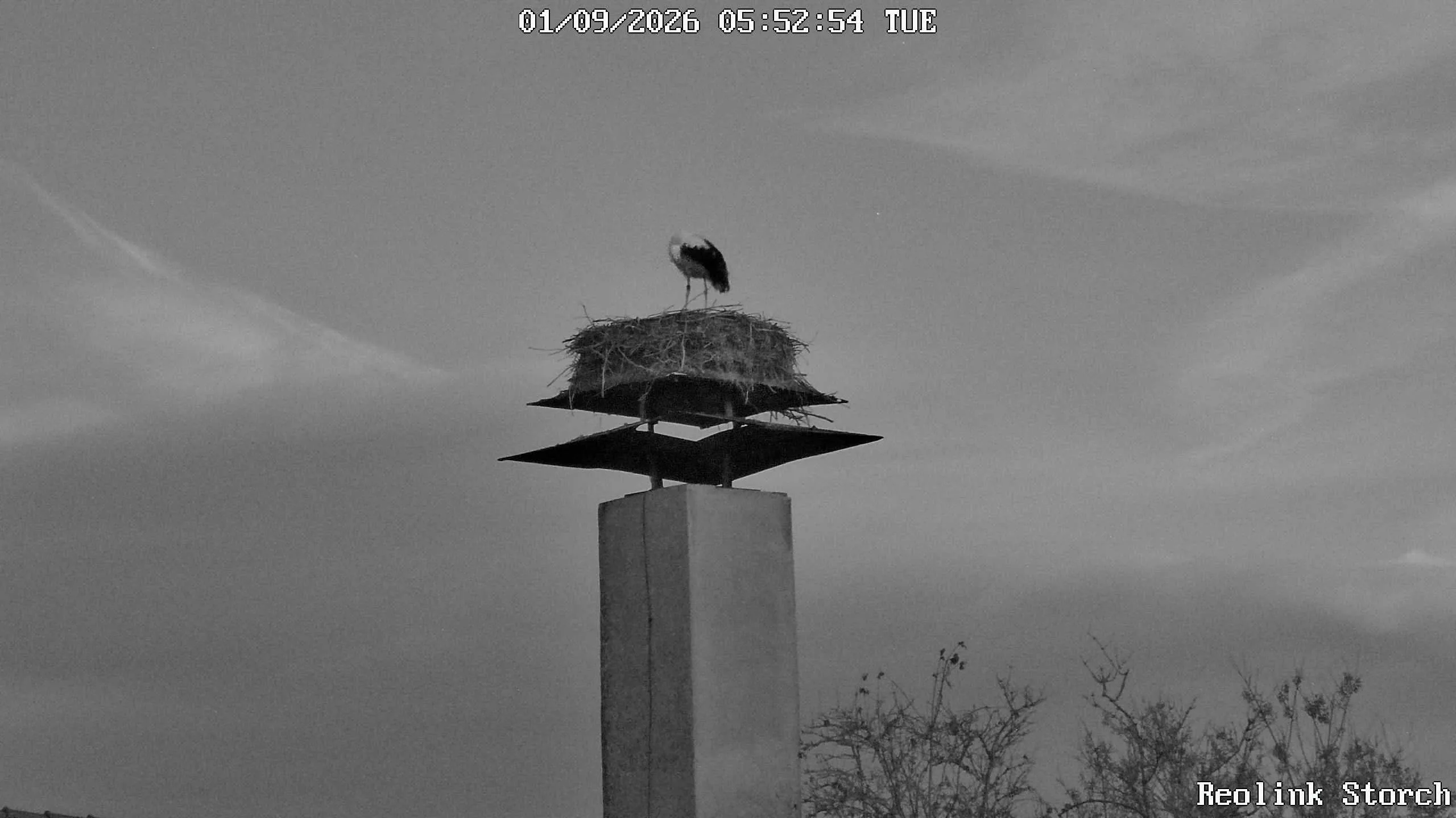 Storchencam Bild