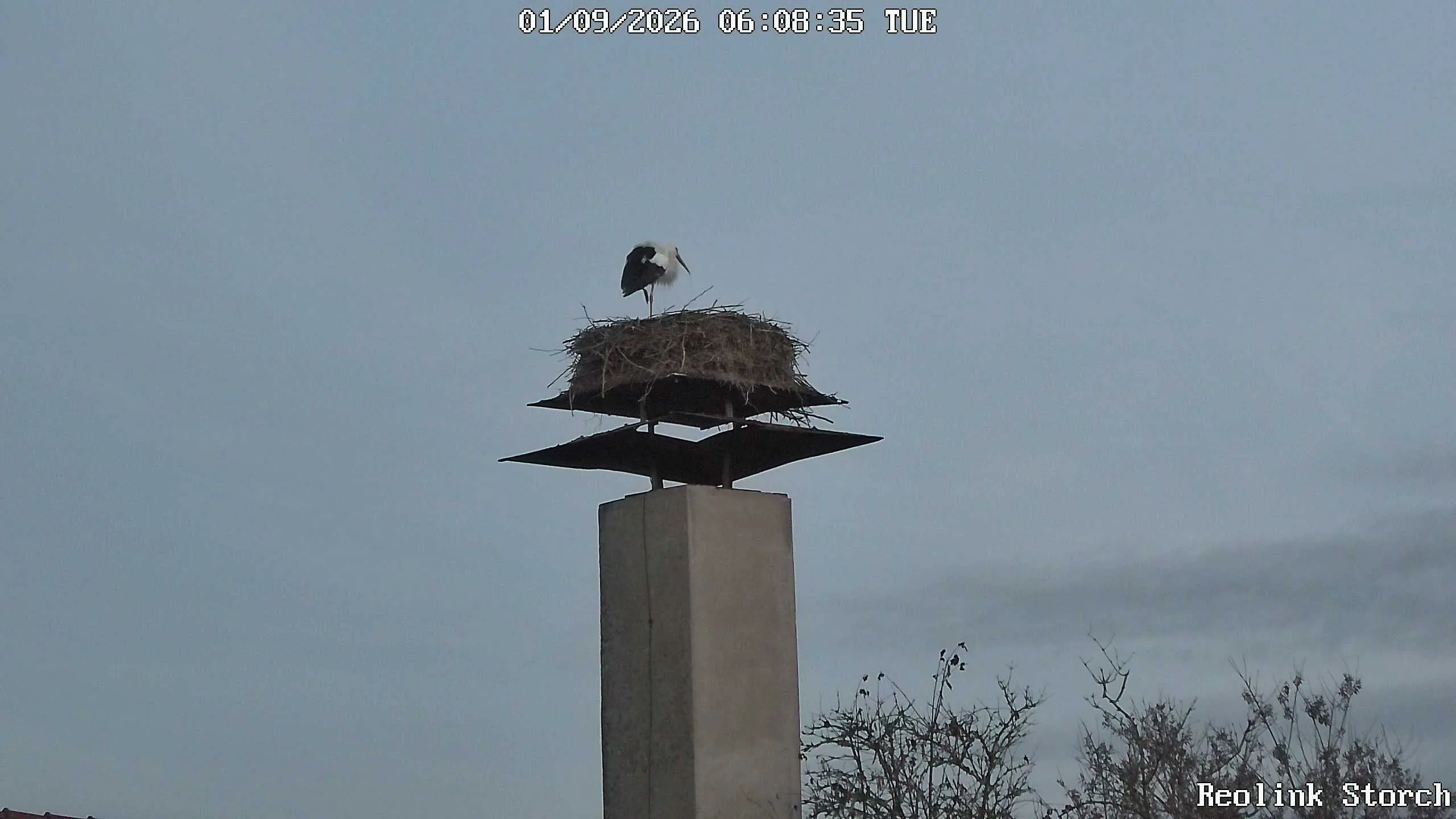 Storchencam Bild