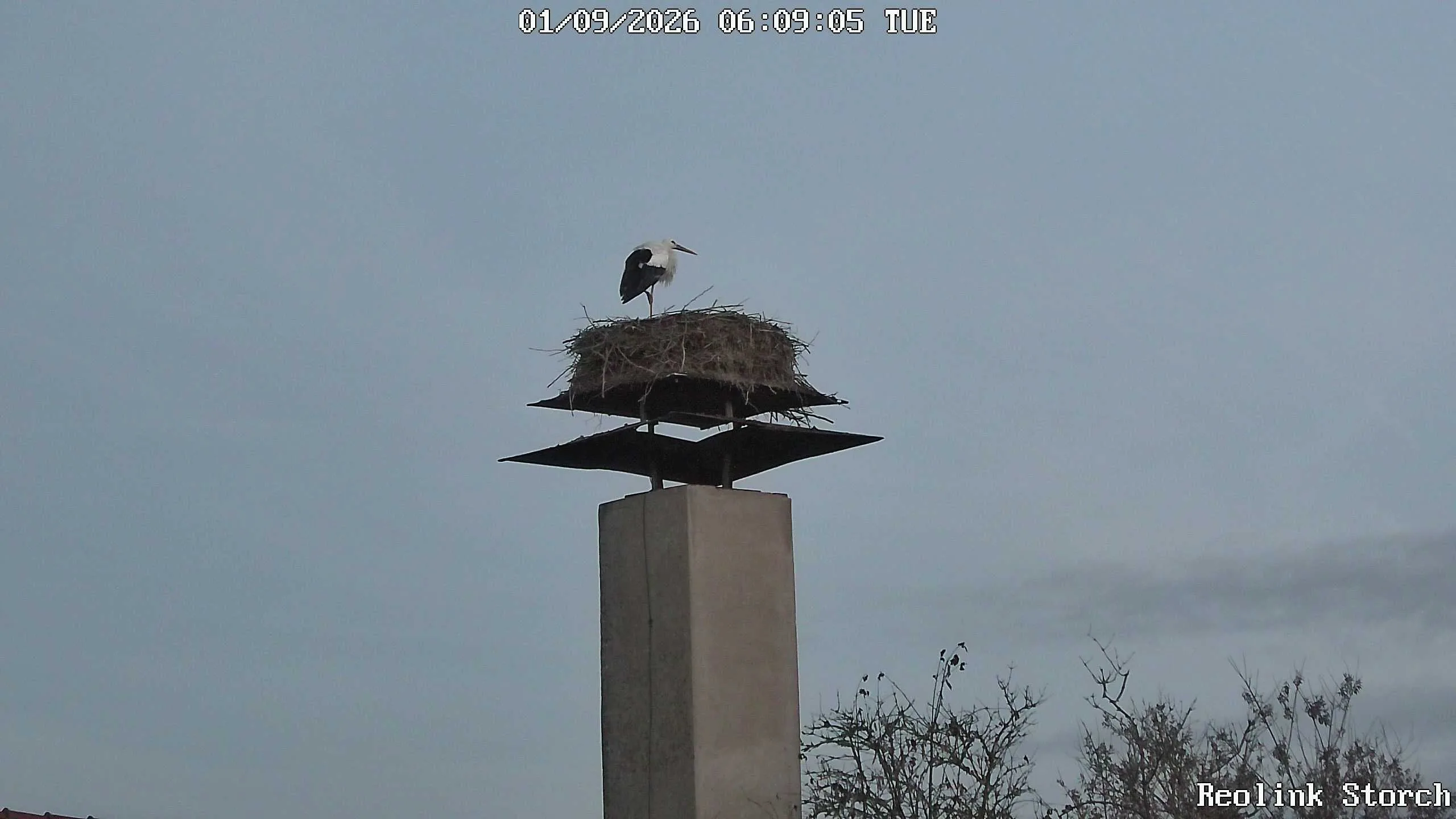 Storchencam Bild