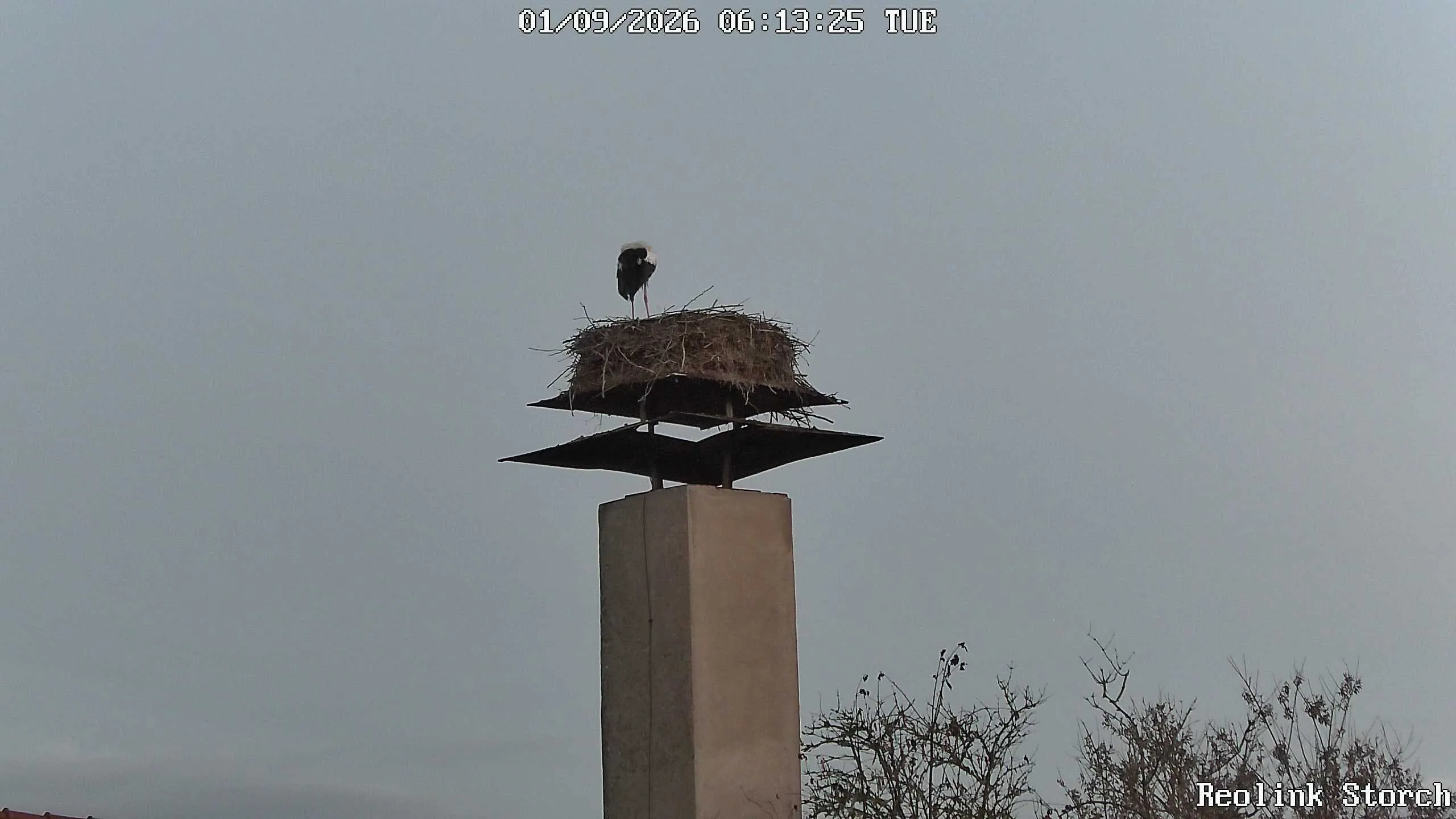 Storchencam Bild