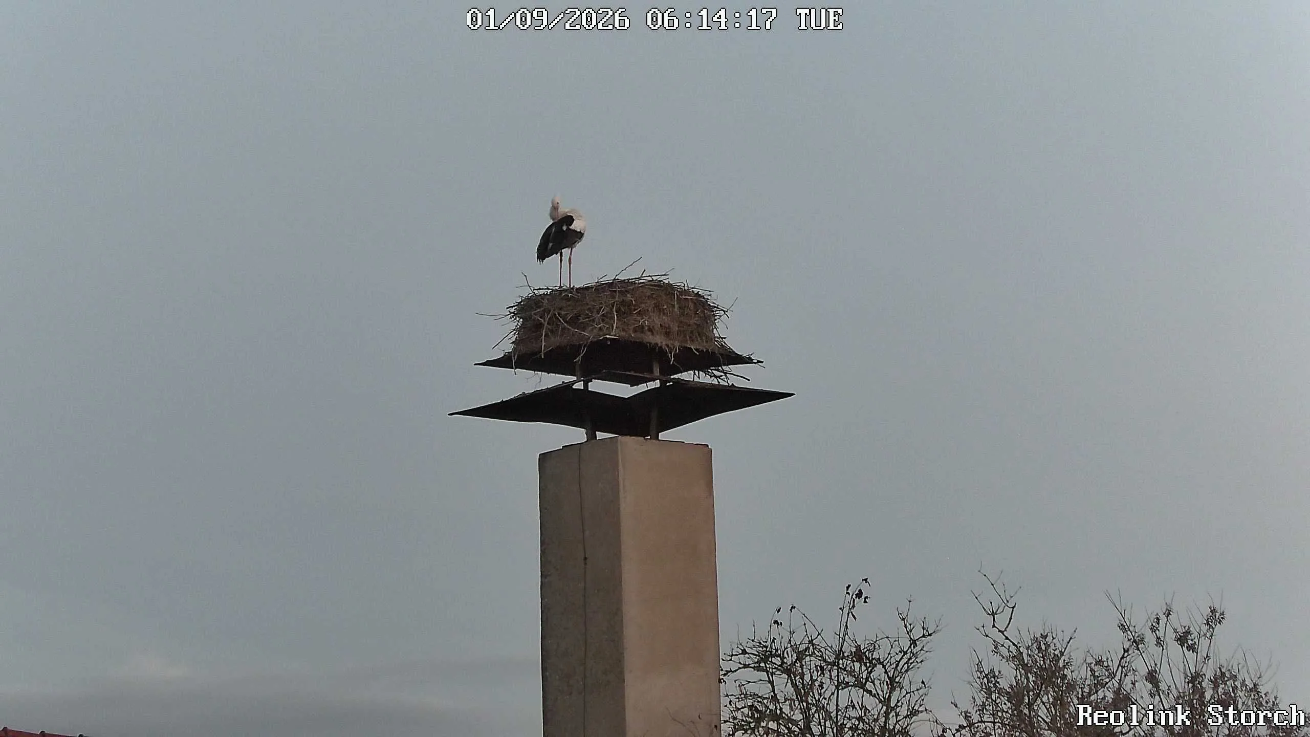 Storchencam Bild