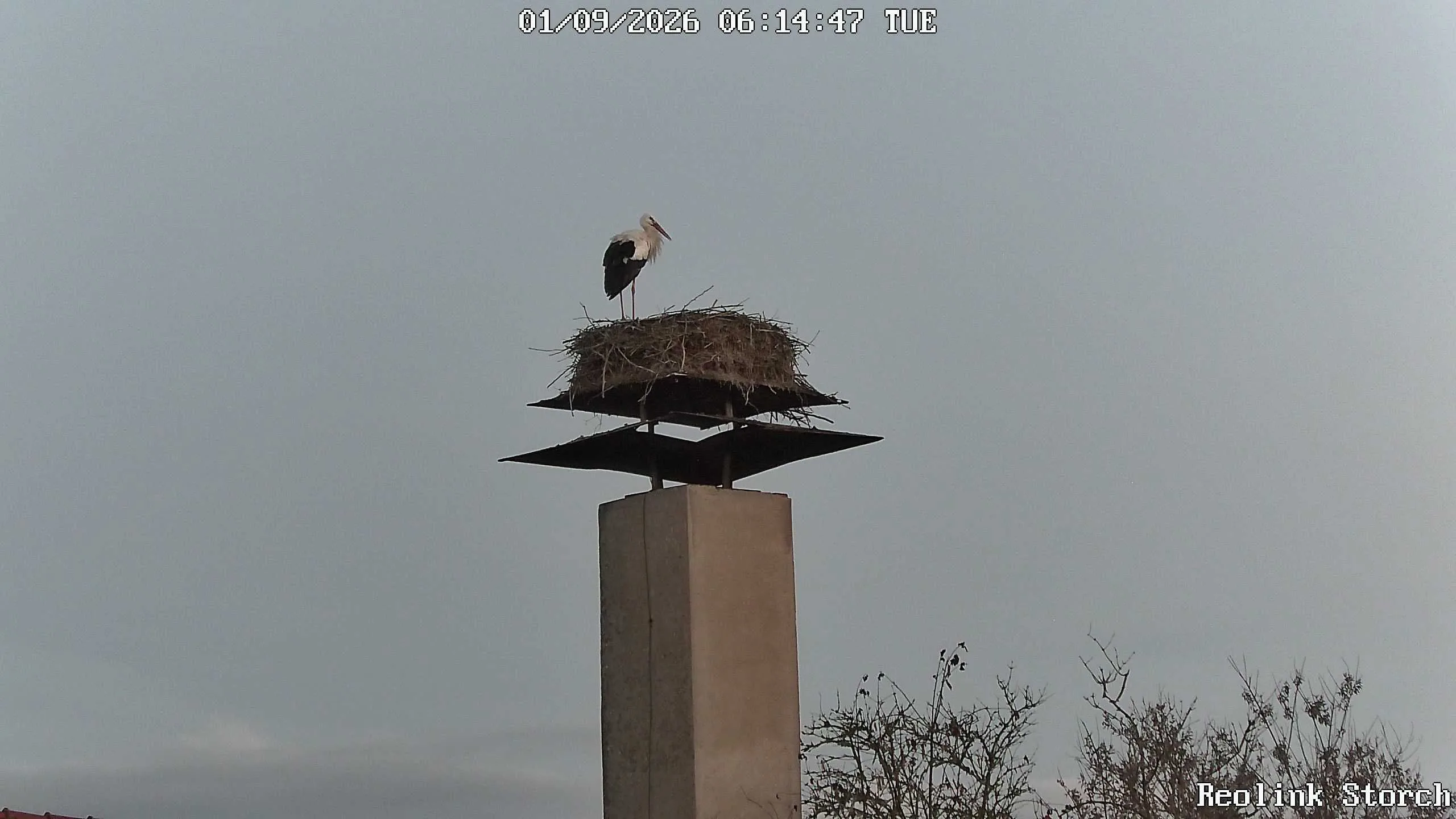 Storchencam Bild