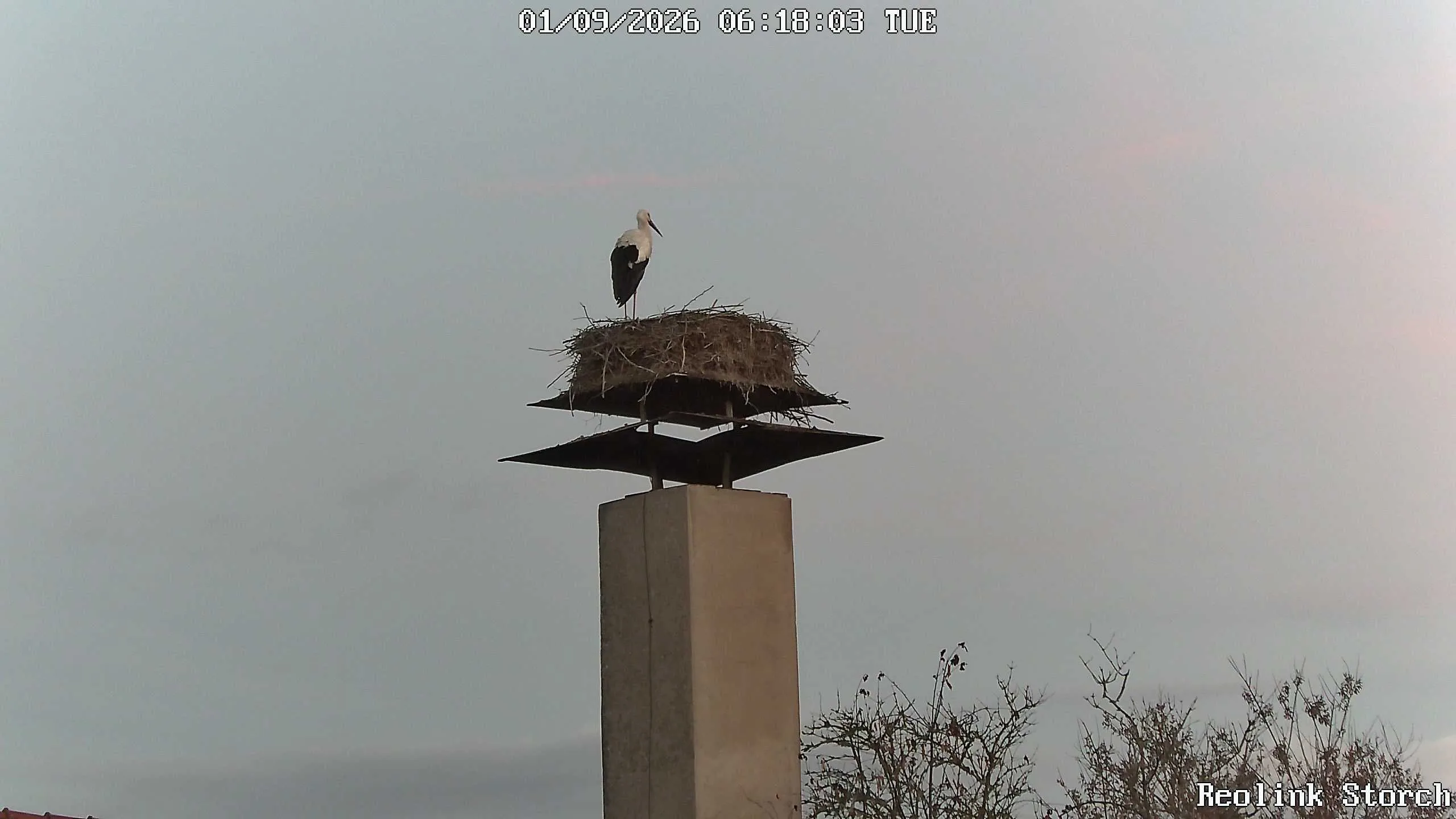 Storchencam Bild
