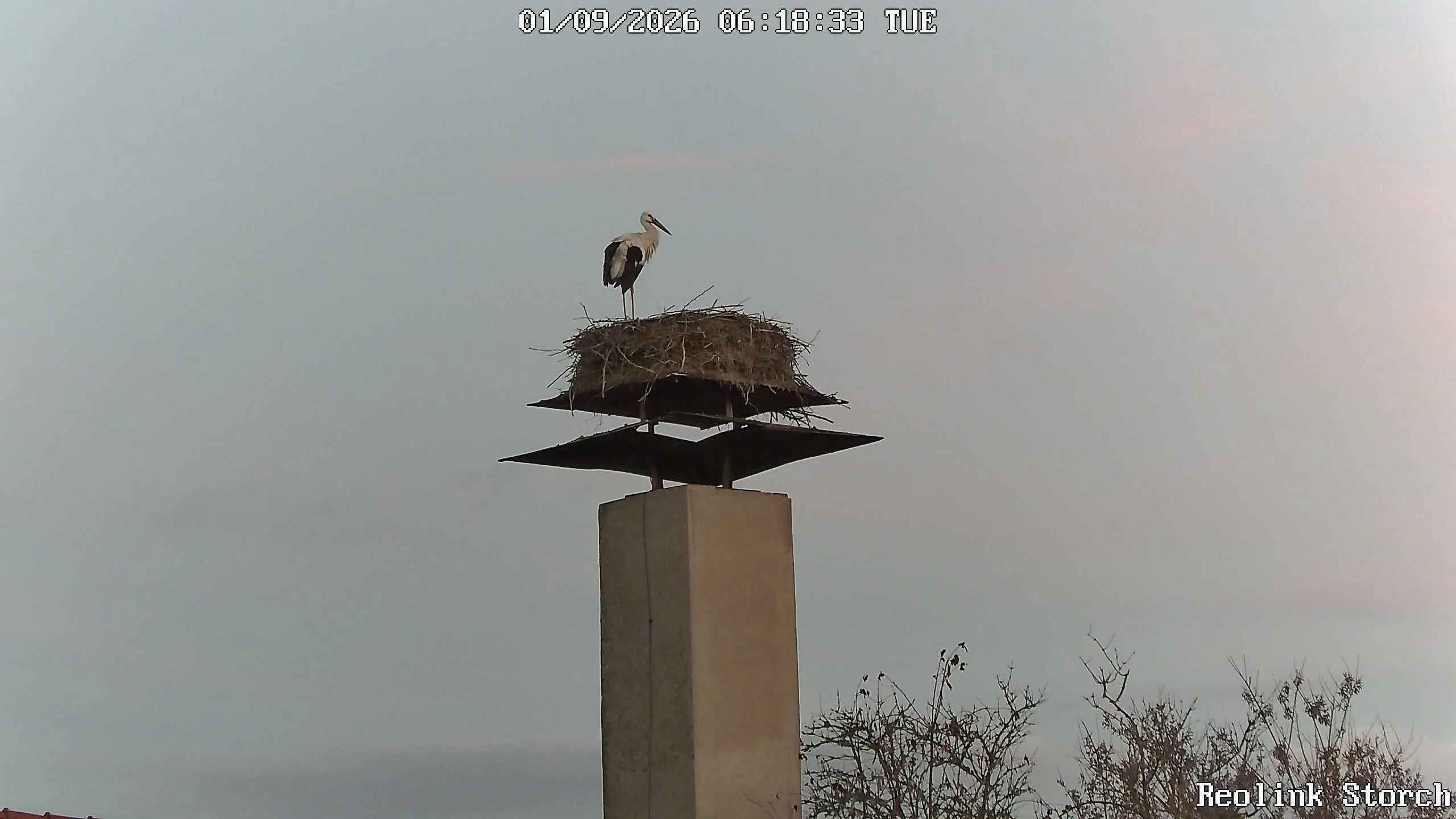 Storchencam Bild