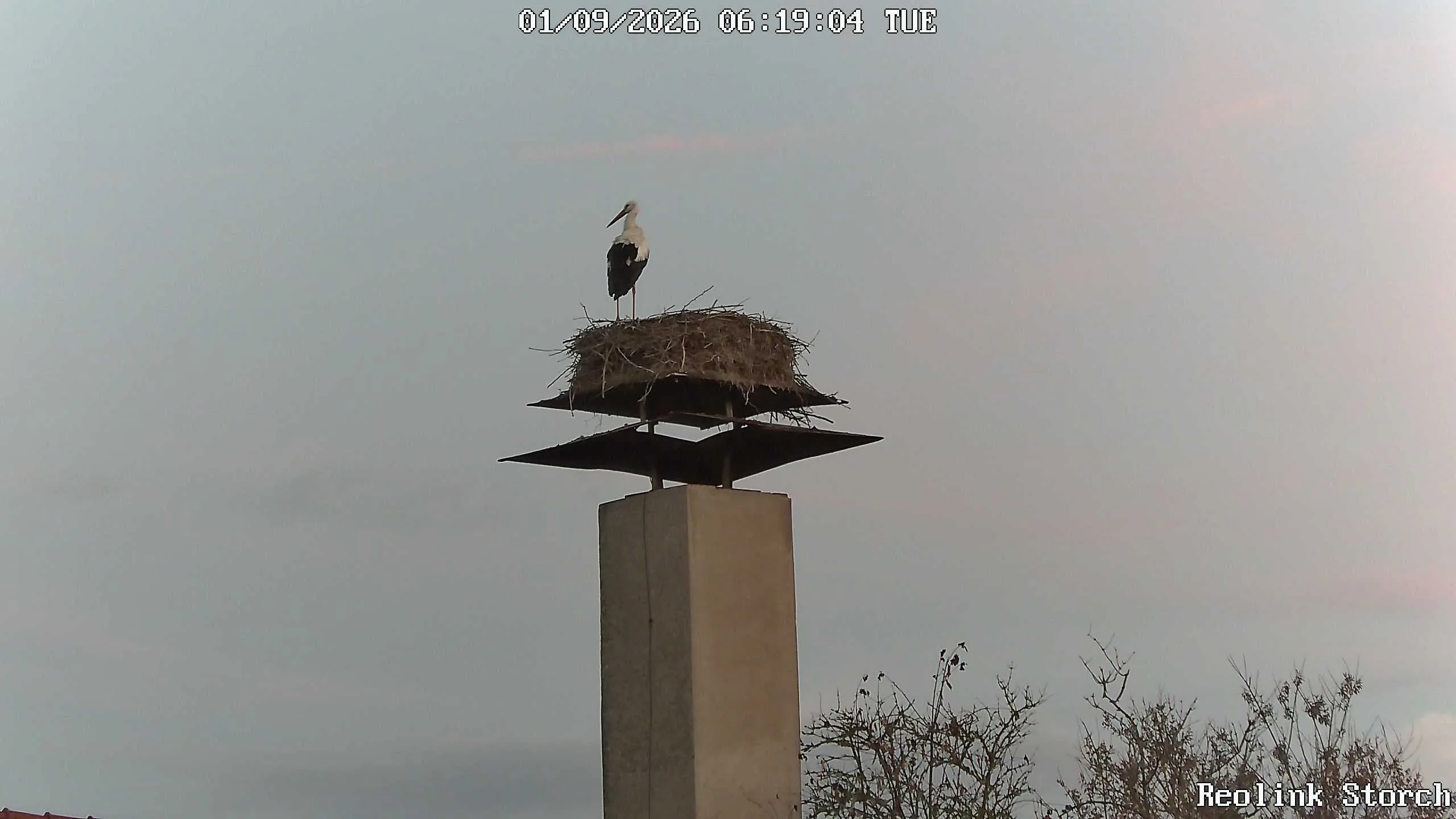 Storchencam Bild