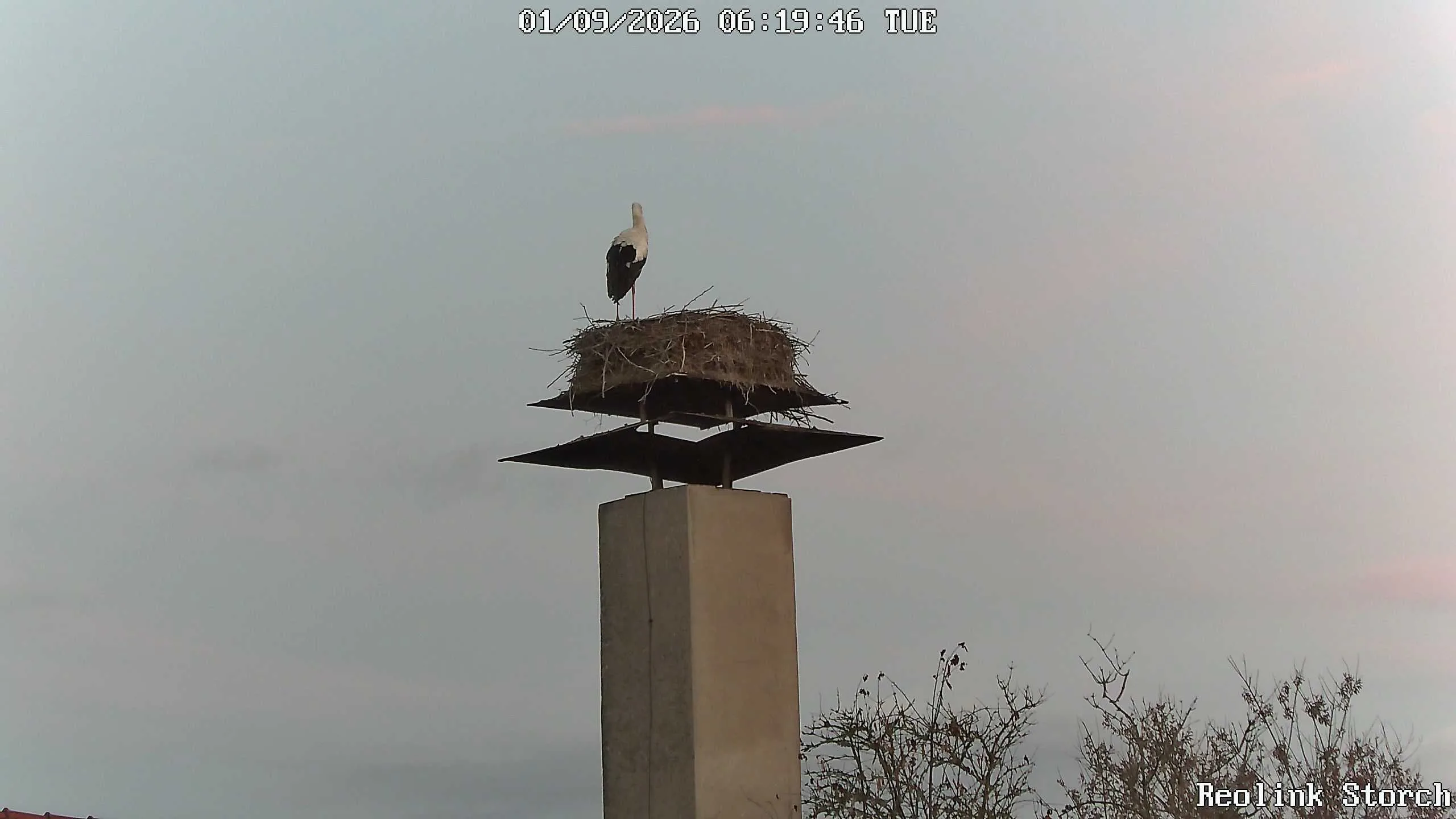 Storchencam Bild