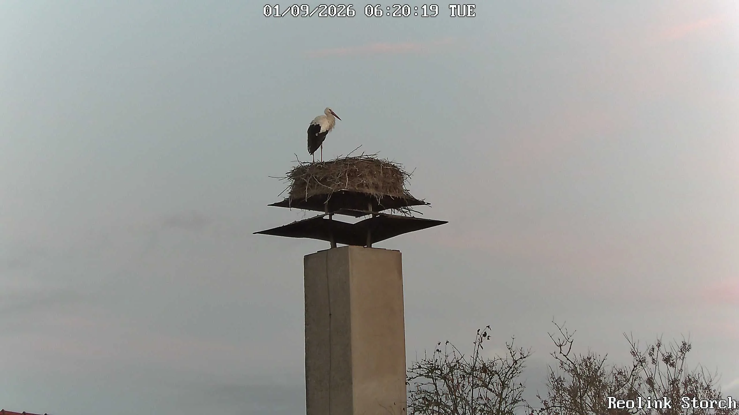 Storchencam Bild