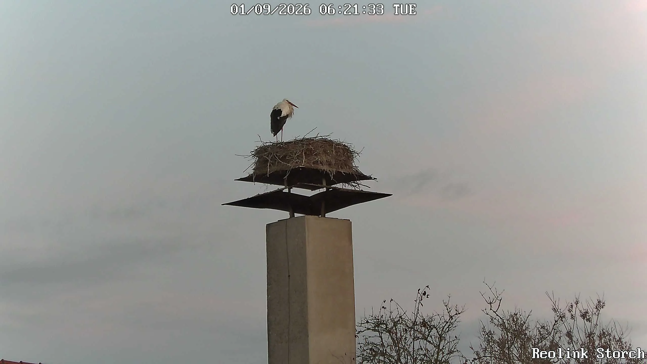 Storchencam Bild