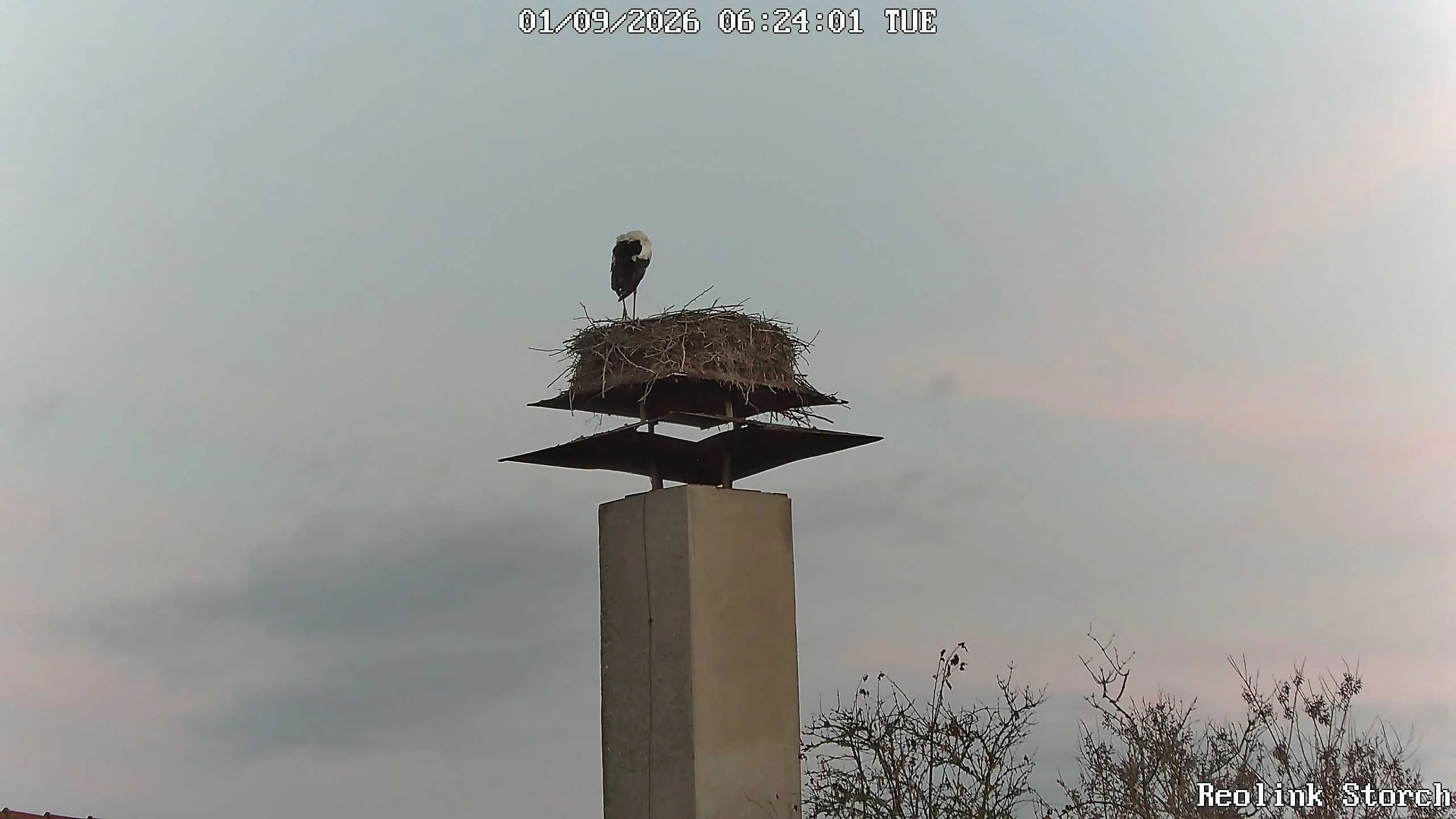 Storchencam Bild