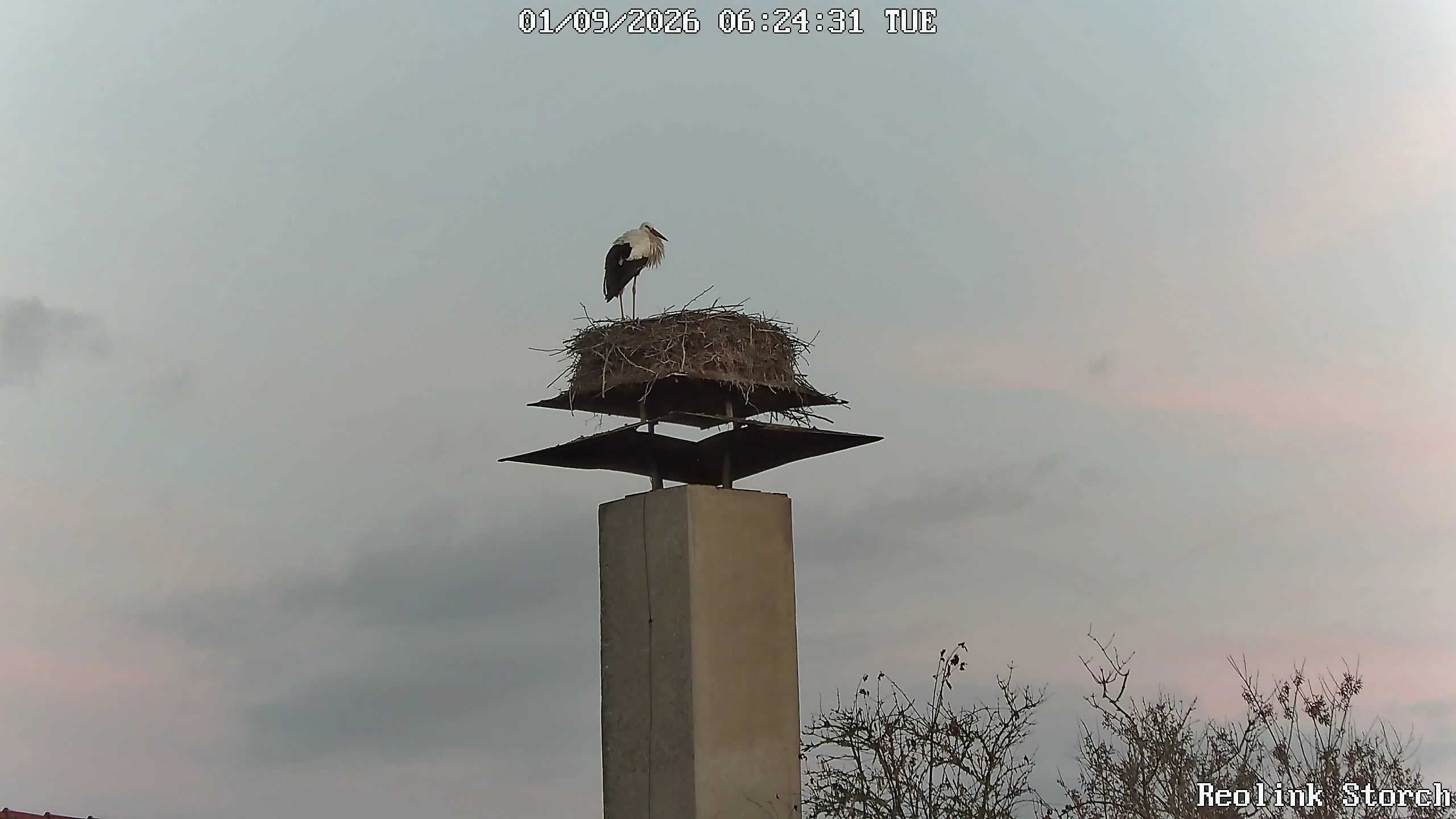Storchencam Bild