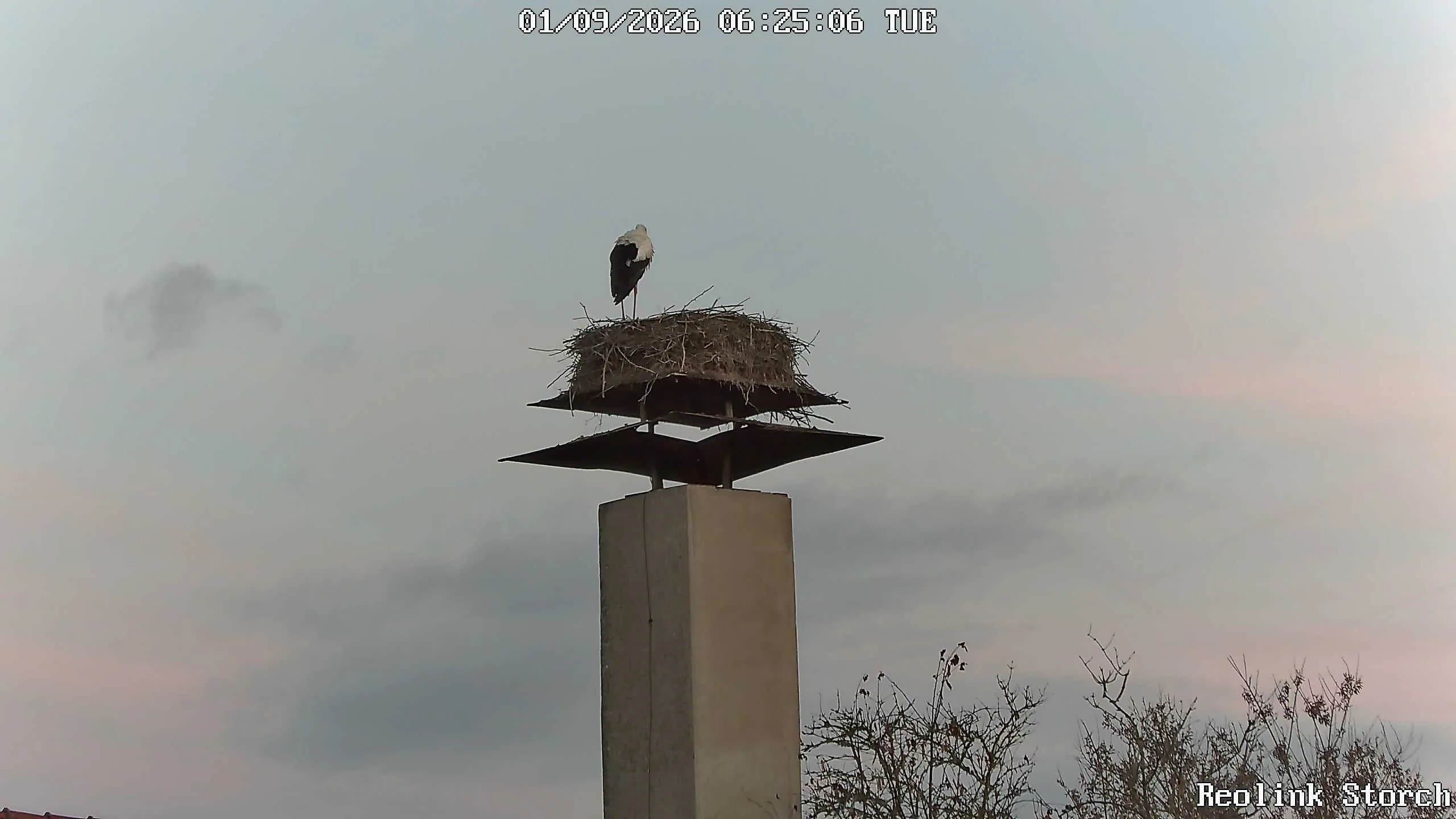 Storchencam Bild