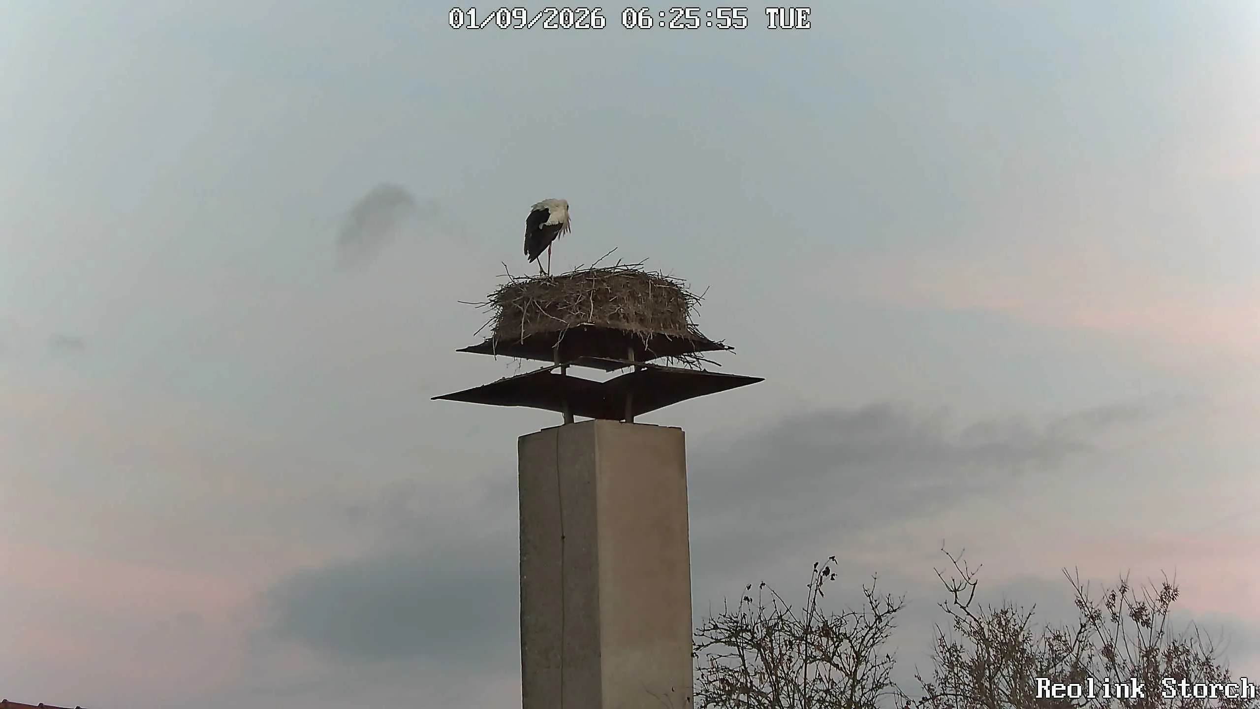 Storchencam Bild