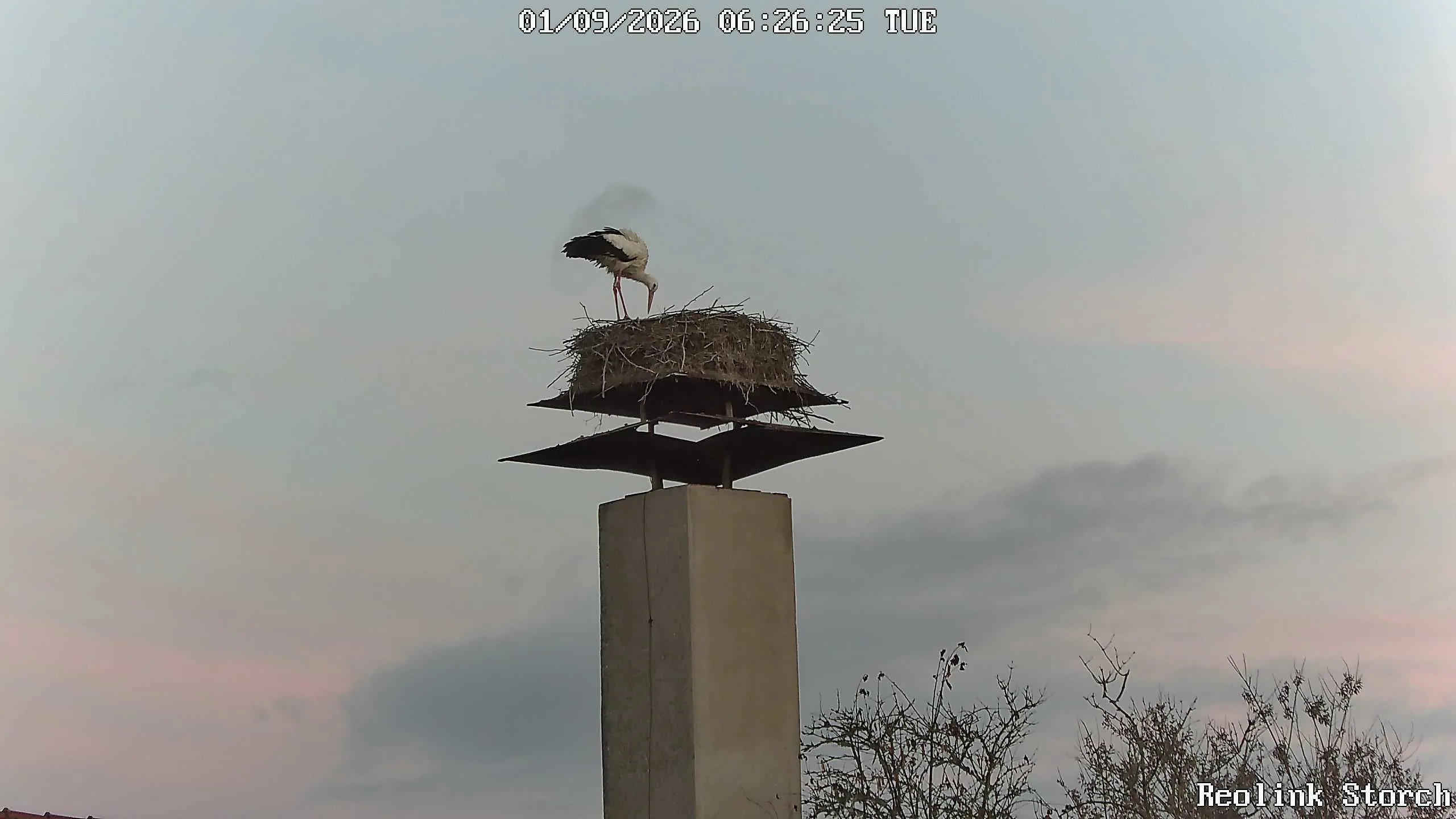 Storchencam Bild