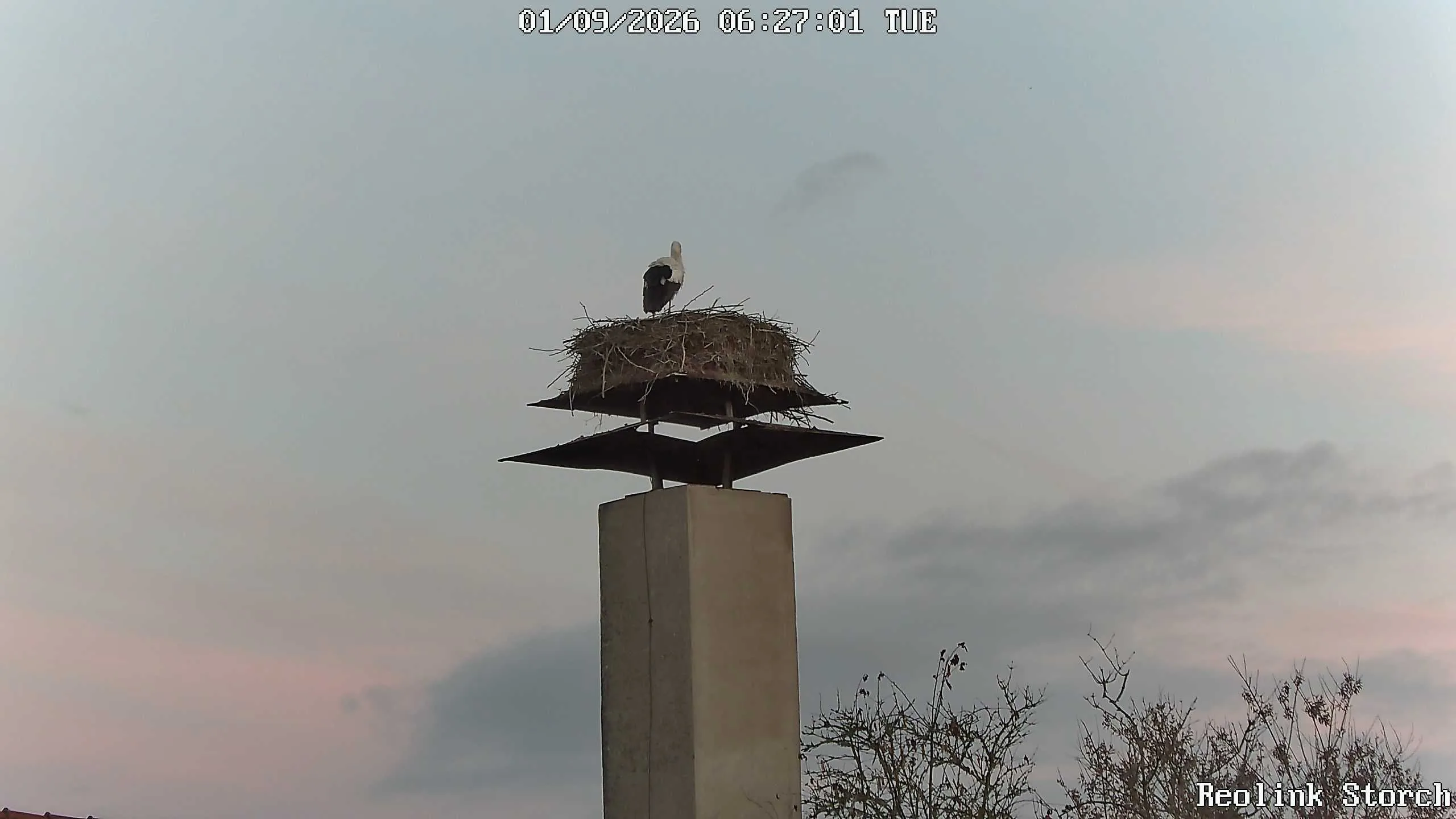 Storchencam Bild
