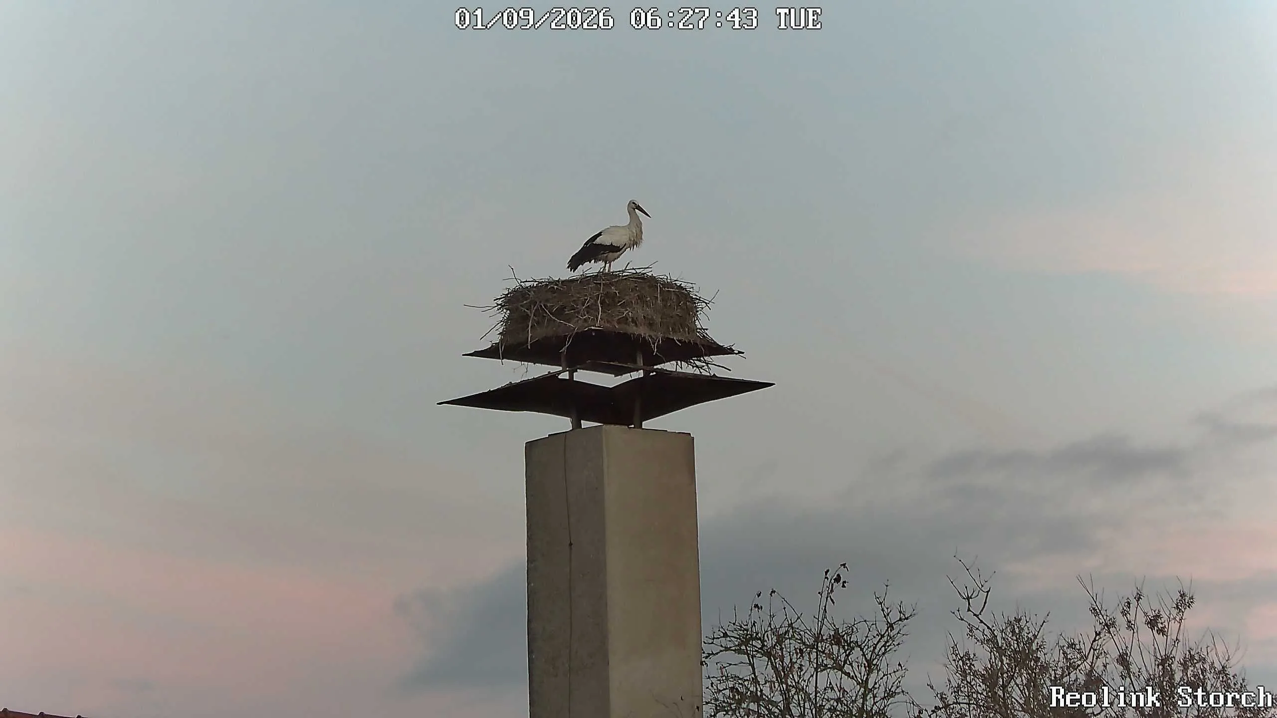 Storchencam Bild
