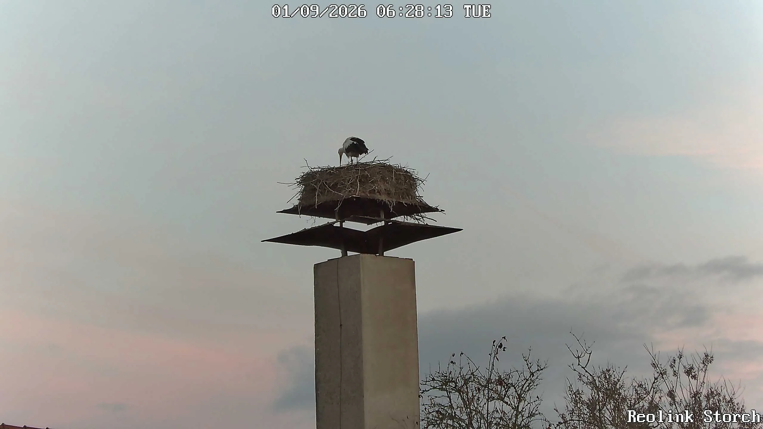 Storchencam Bild