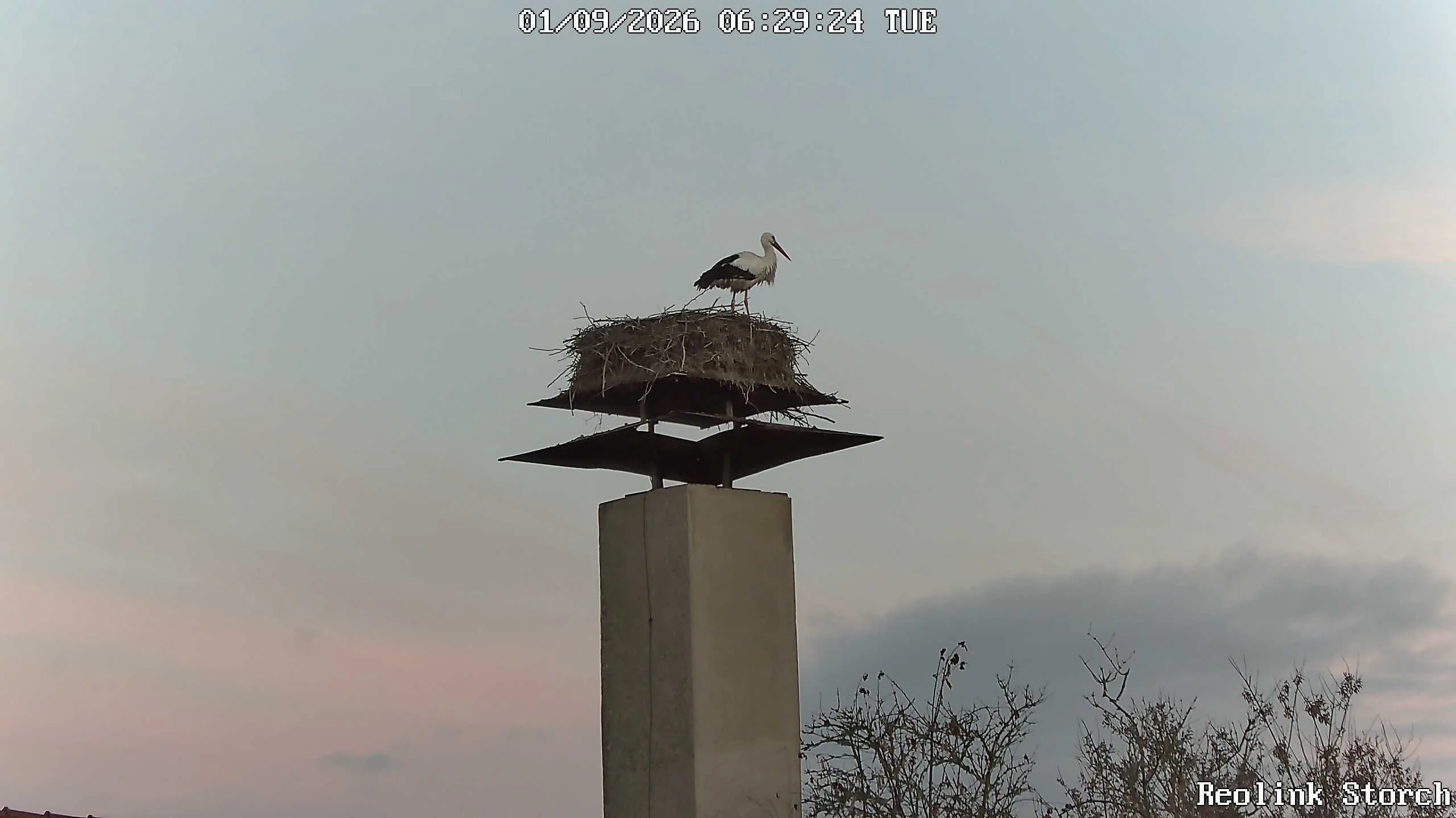 Storchencam Bild