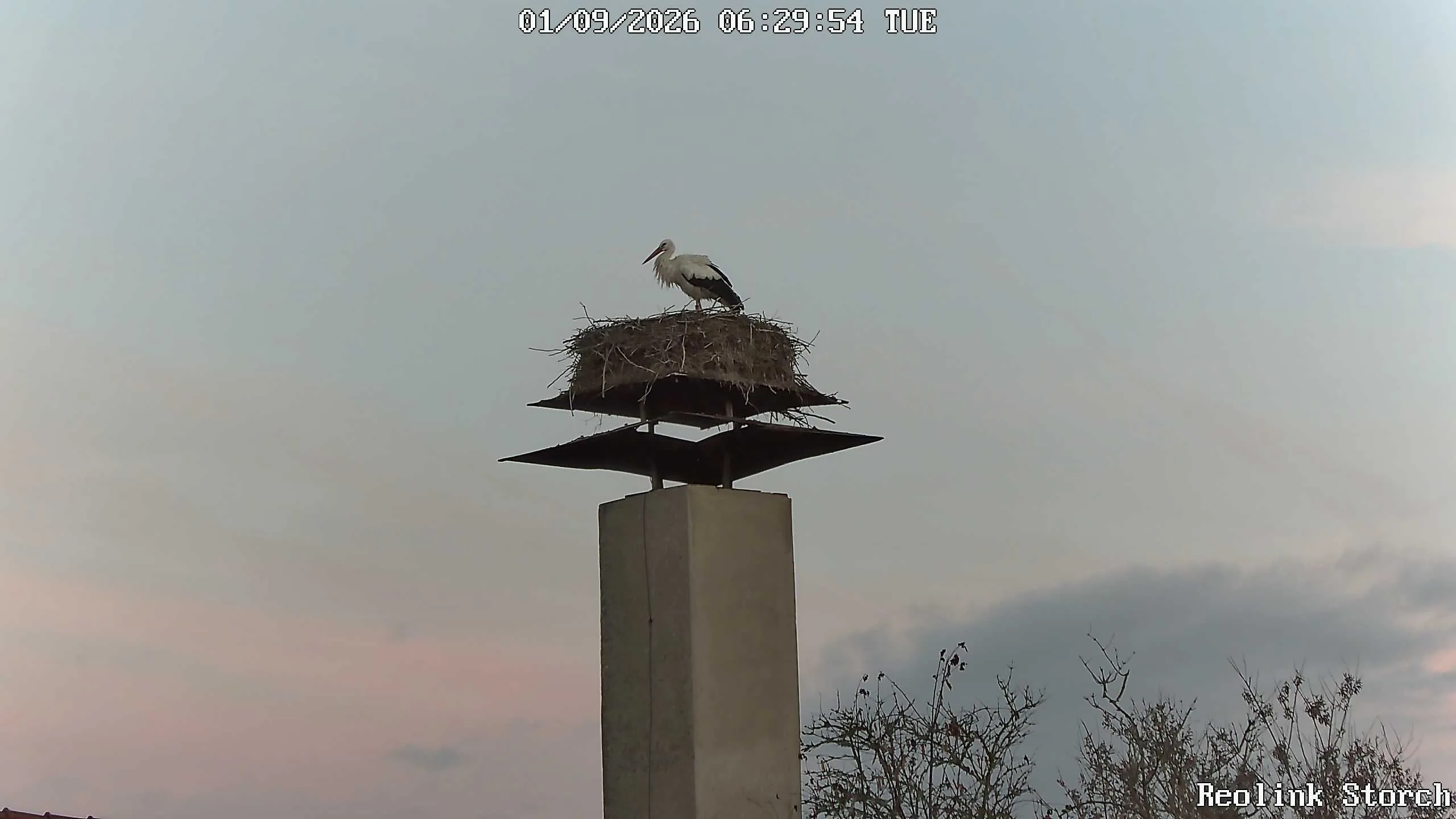 Storchencam Bild